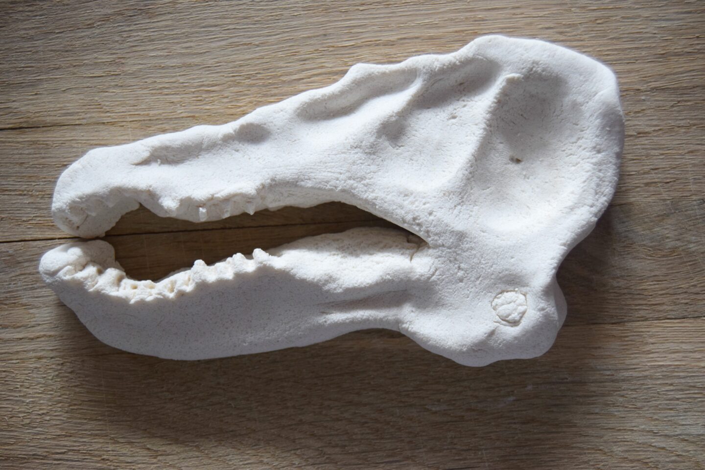 Baryonyx dinosaur skull made from salt dough
