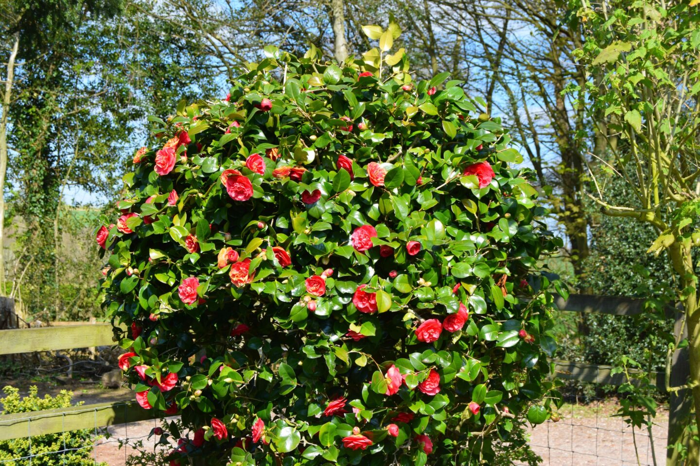 Camellia bush