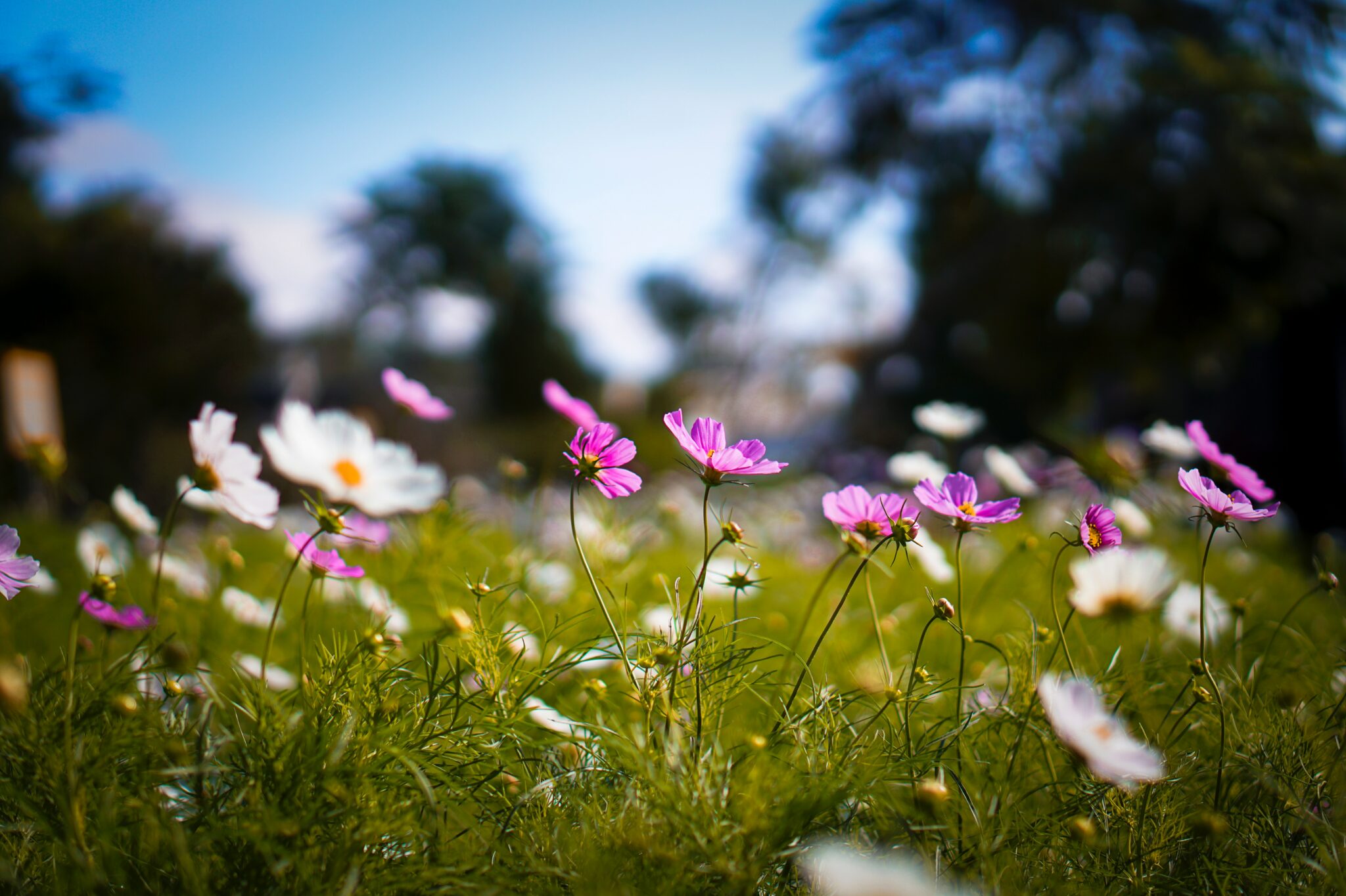 daisies in a field