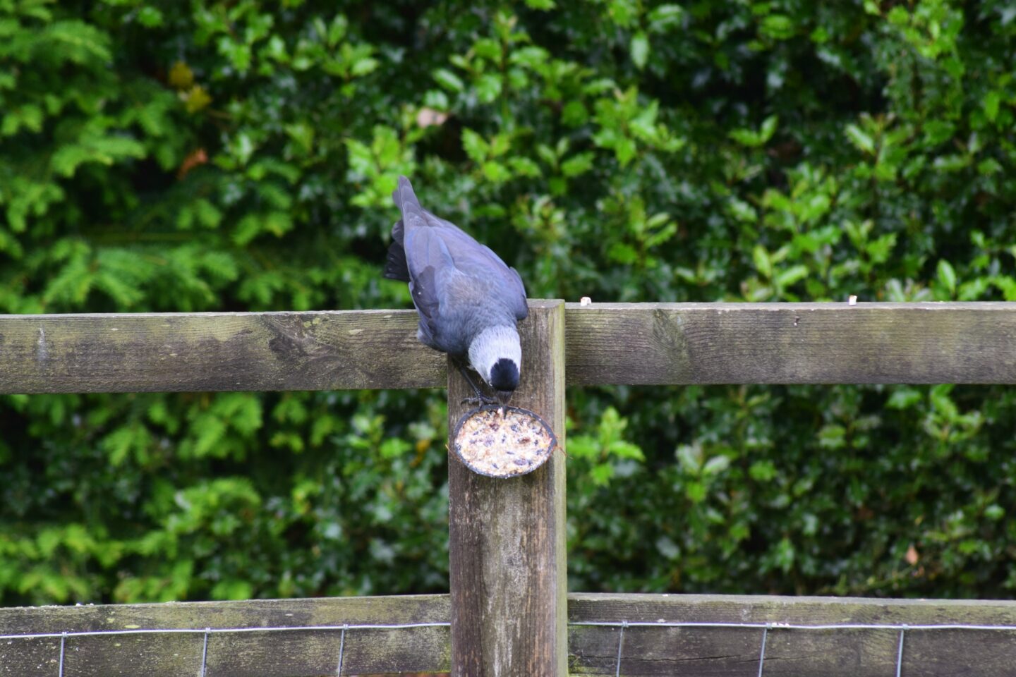 Jackdaw bird