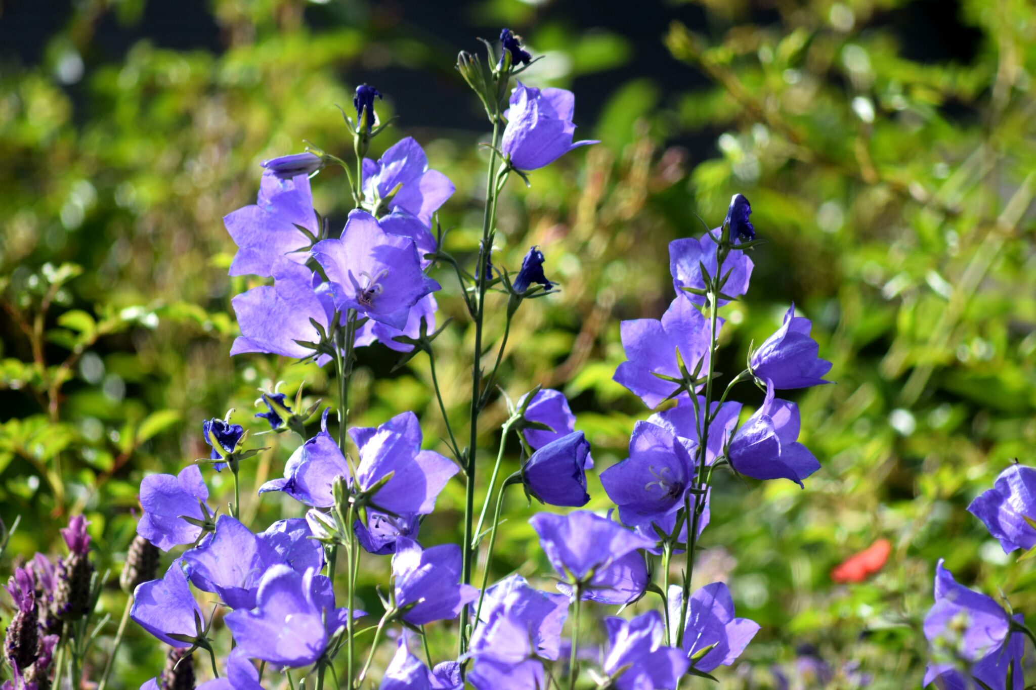 Our campanula persicifolia