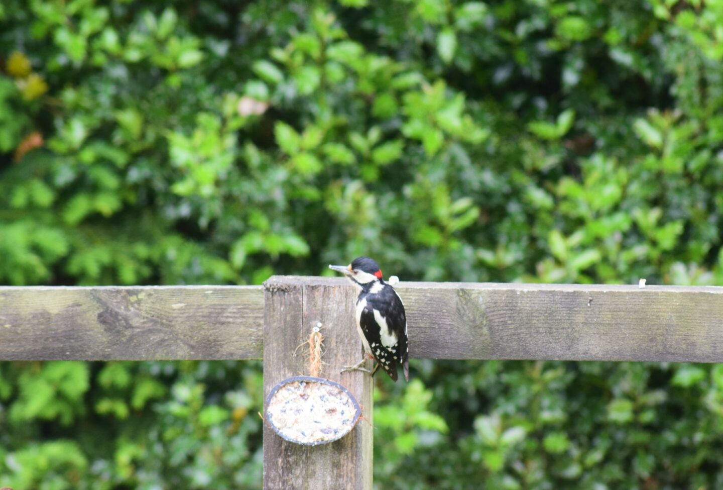 Woodpecker eating our suet cakes