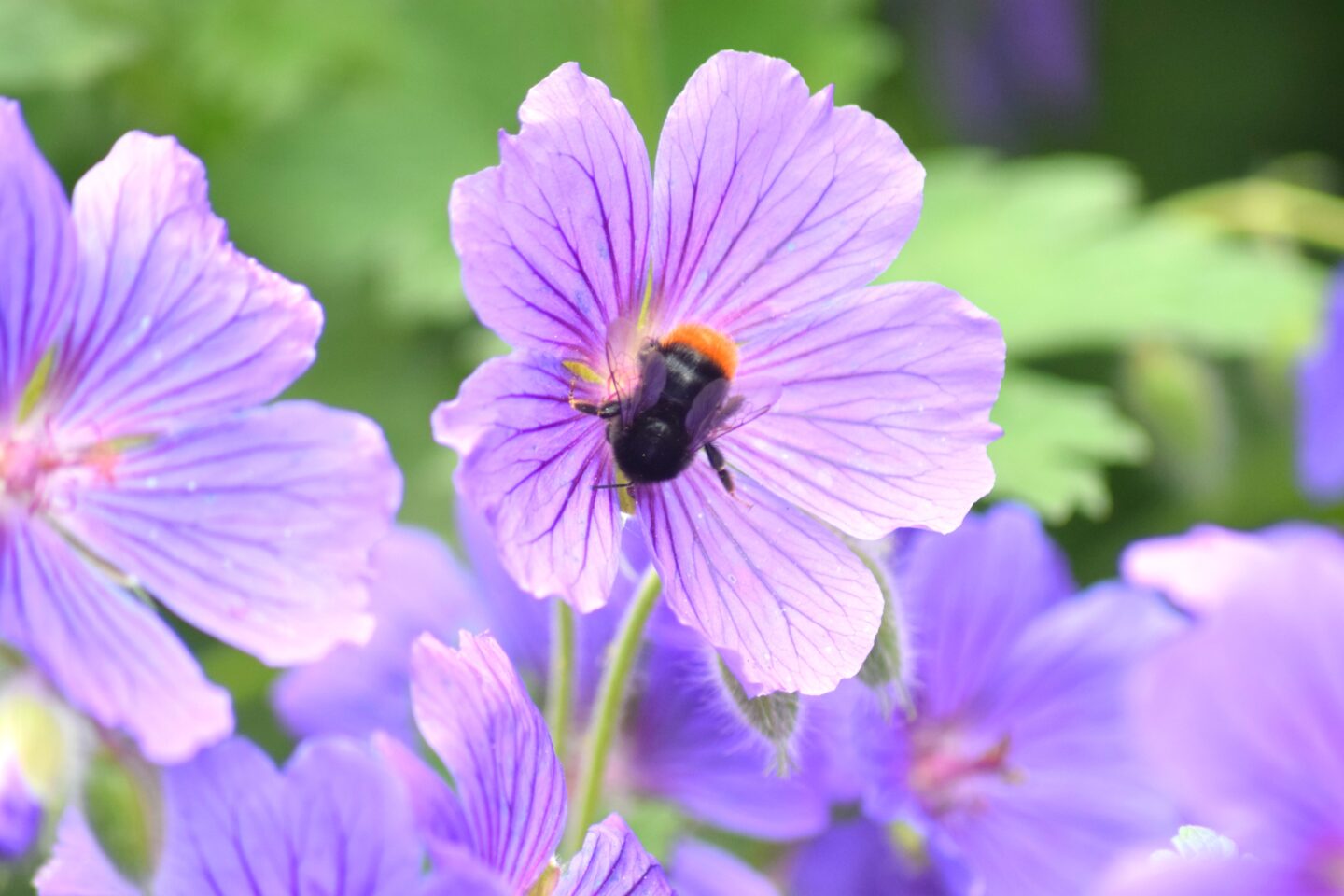 A bumble bee collecting nectar from a geranium