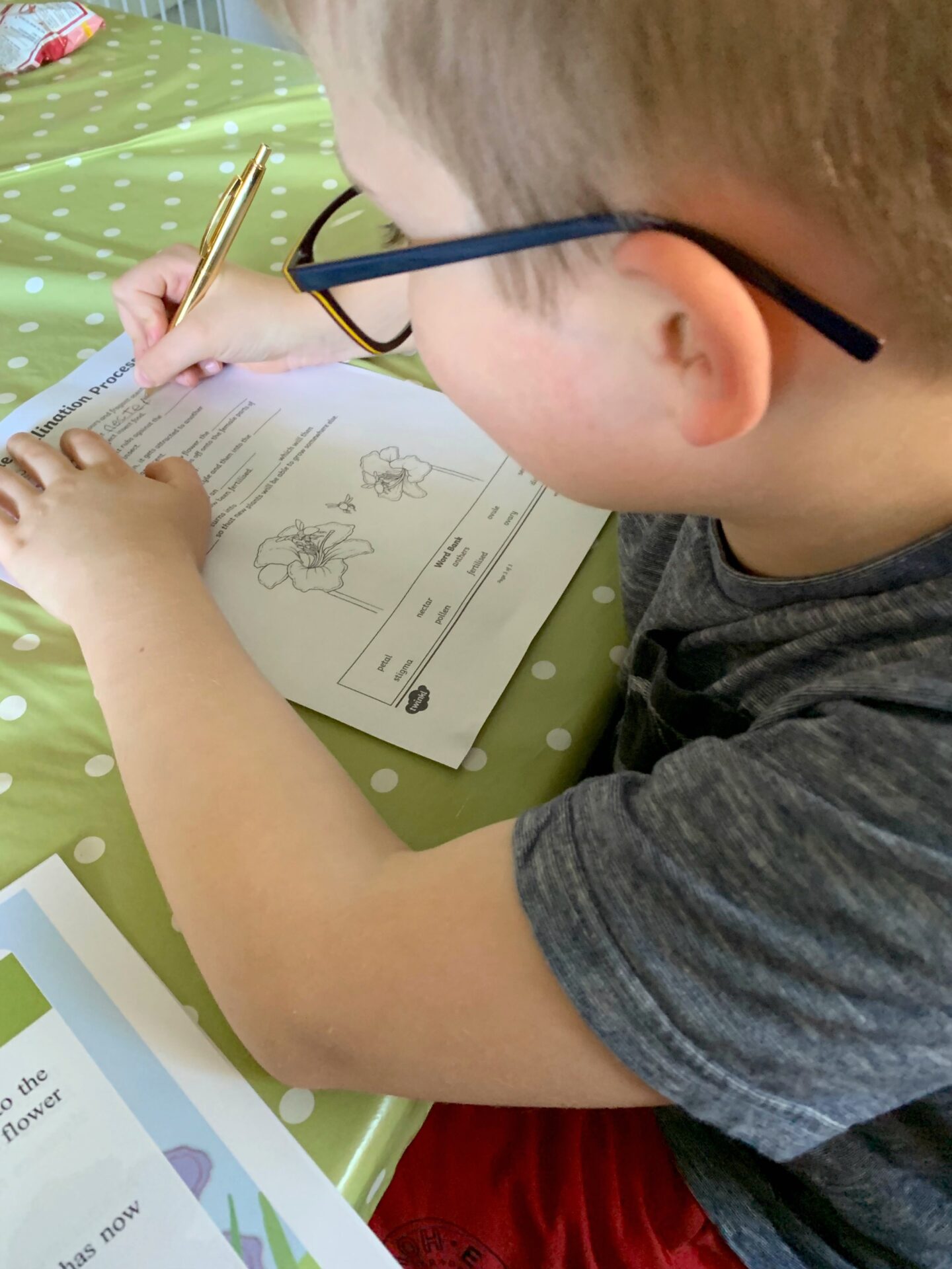 Learning about pollination in our home schooling session