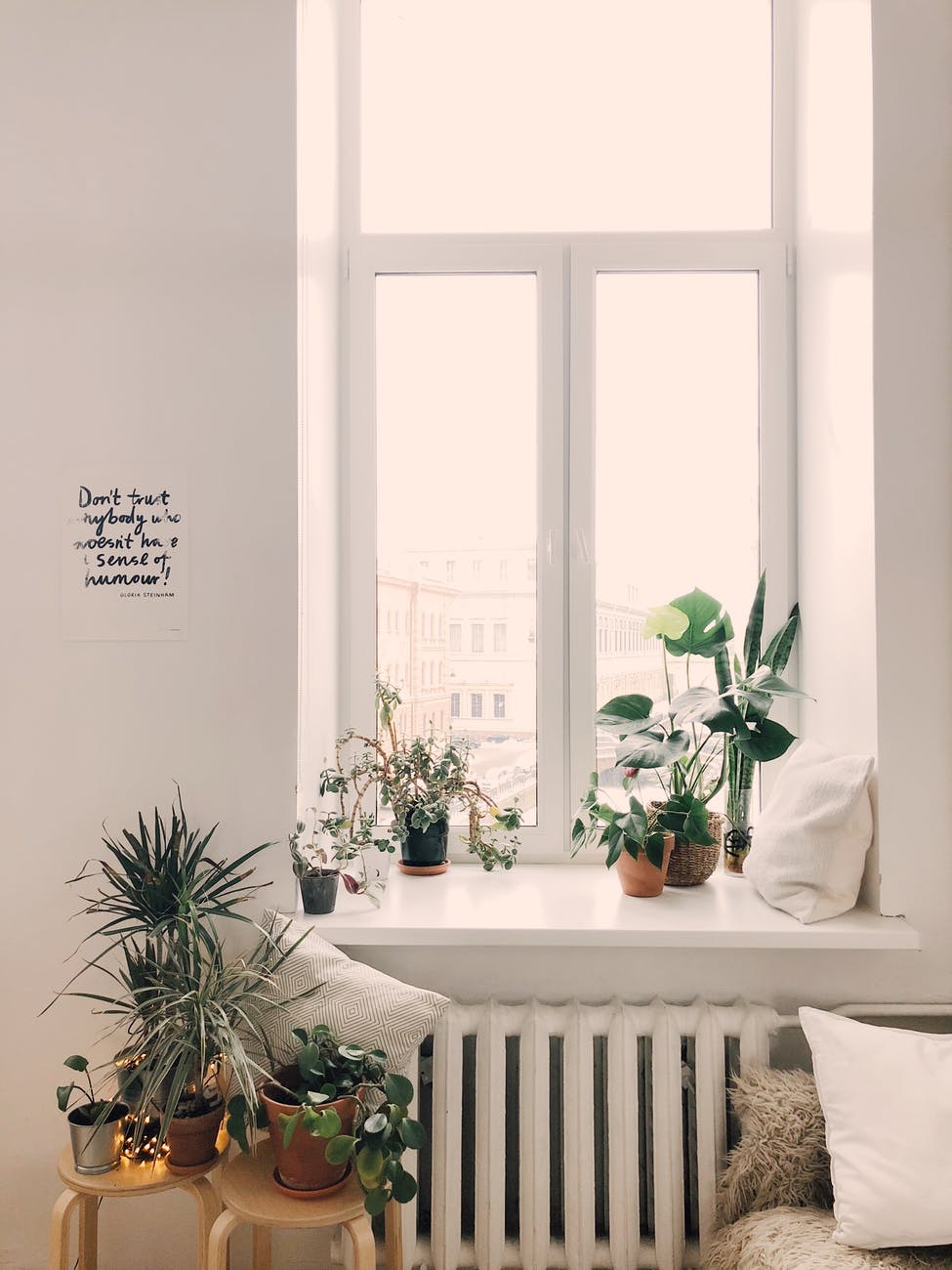 Succulents and plants on a window sill