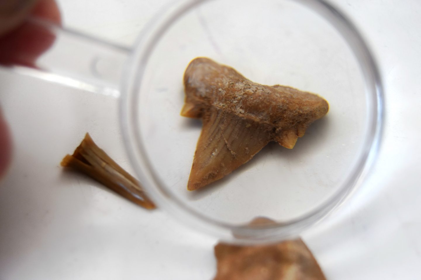 Shark tooth fossil