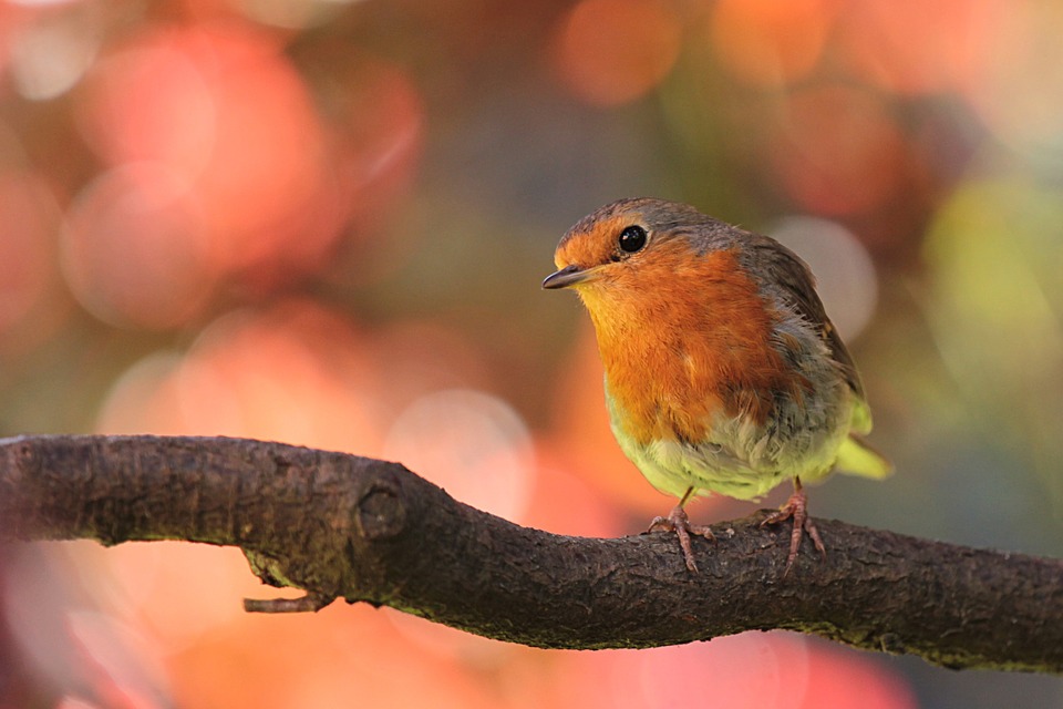 A robin