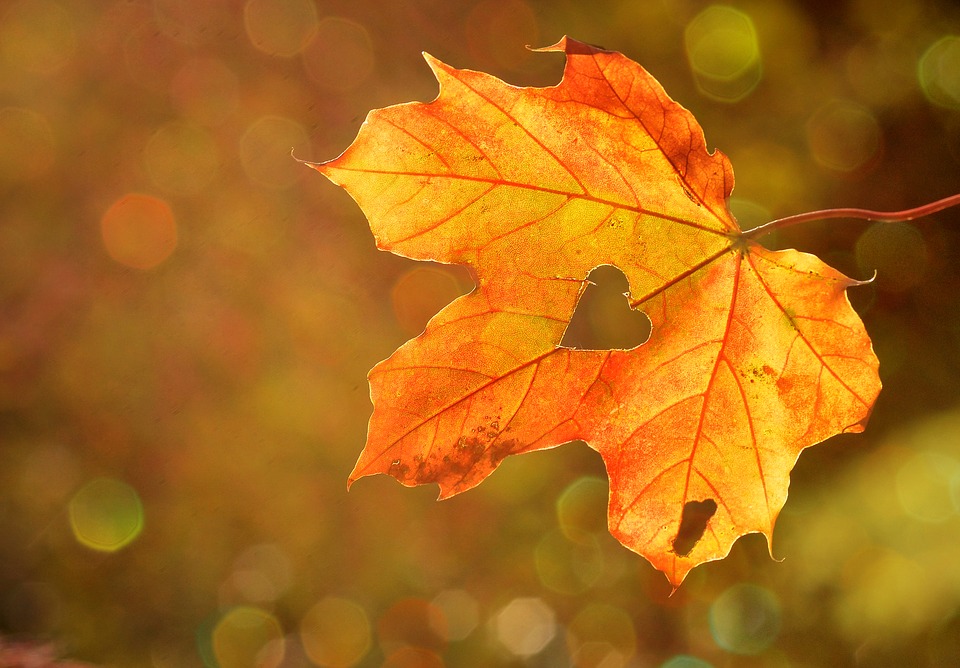 Autumn leaves