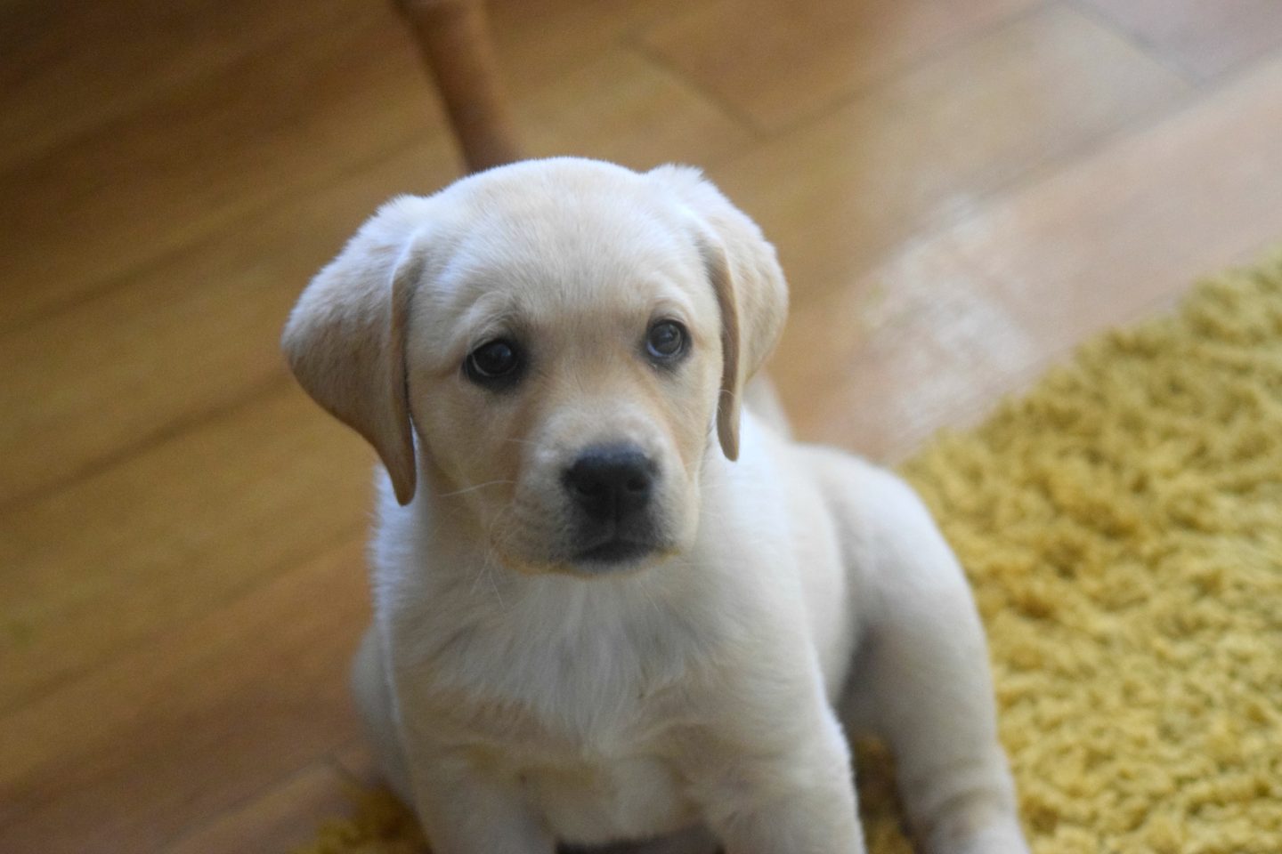 Annie our yellow labrador puppy