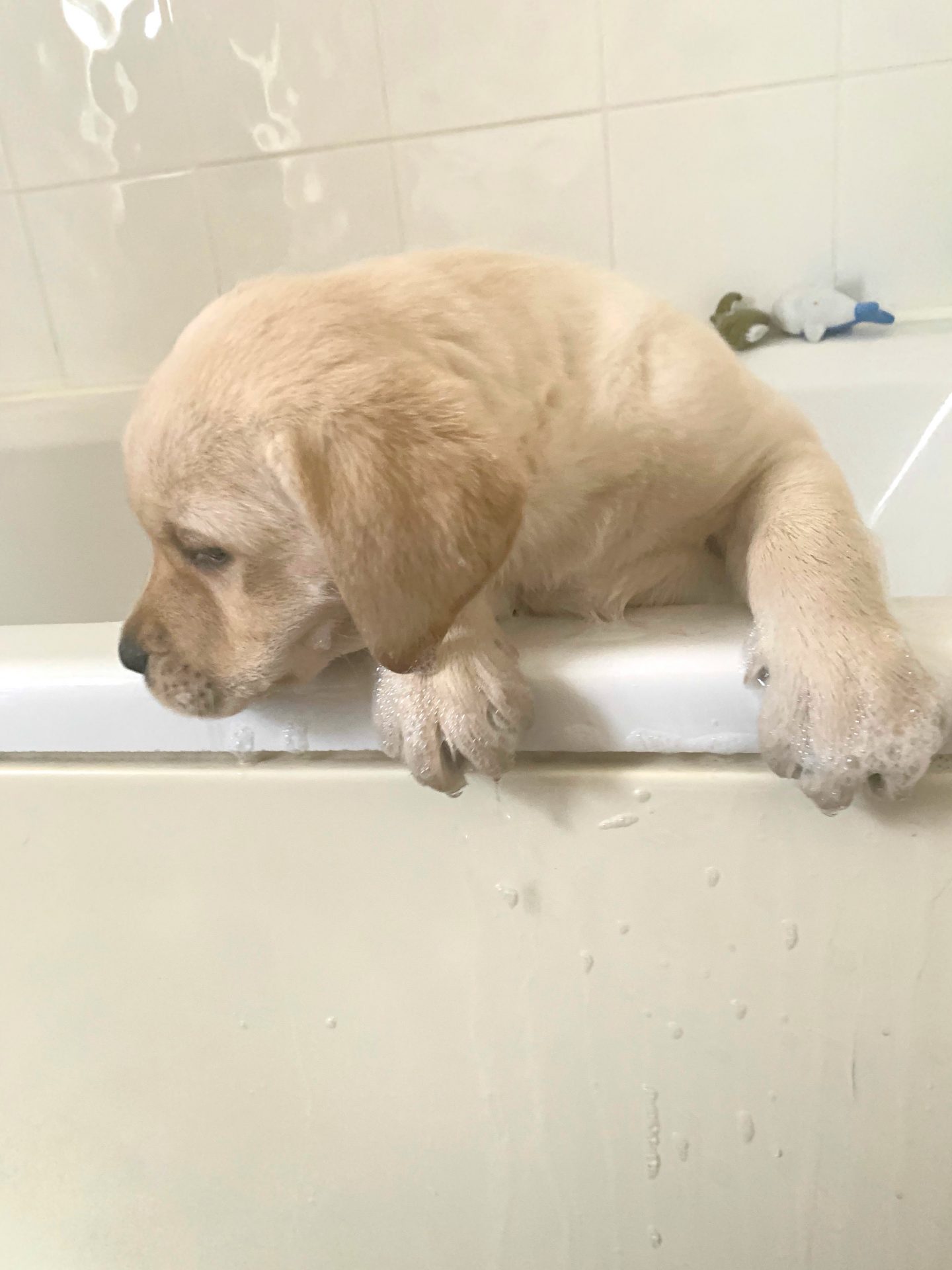 Annie's first bath