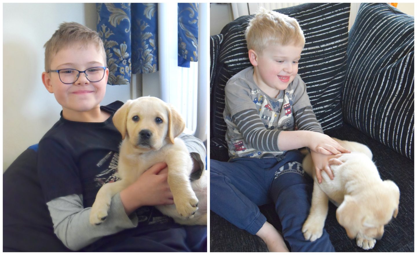 My boys playing with Annie our yellow labrador puppy.