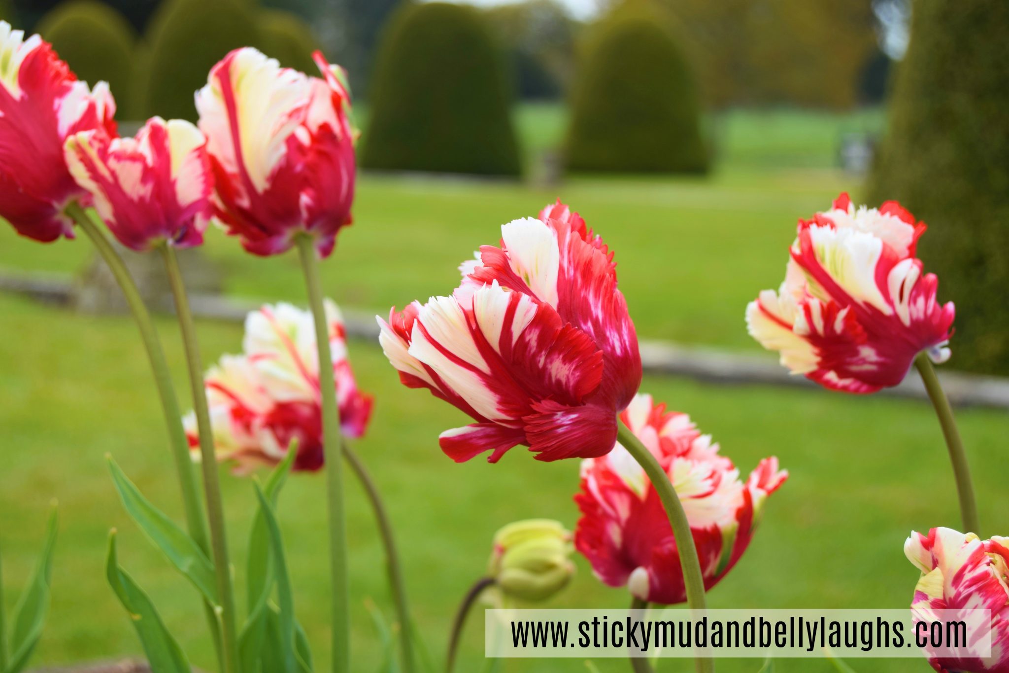 Tulips. Sticky Mud and Belly Laughs blog