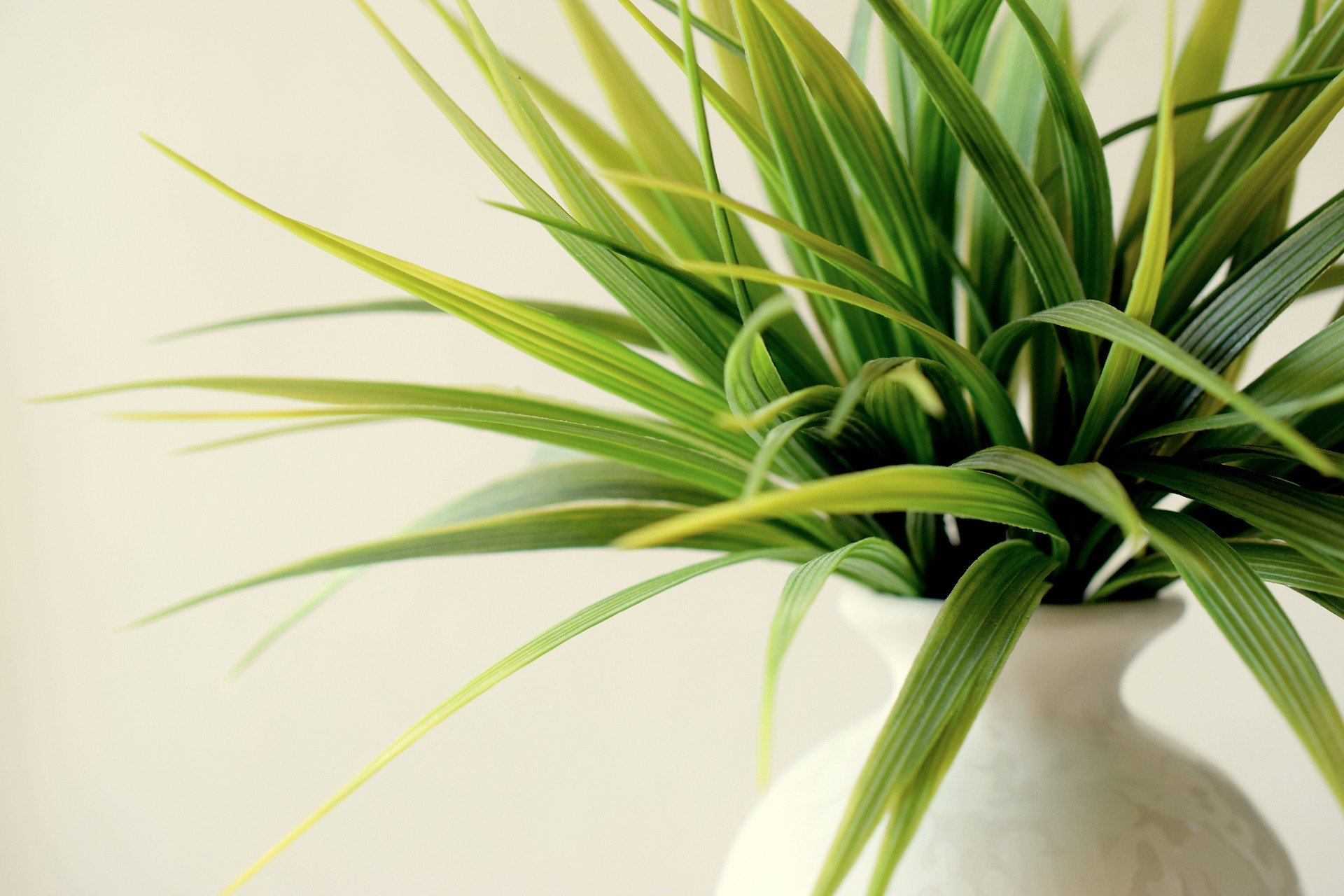 potted plant
