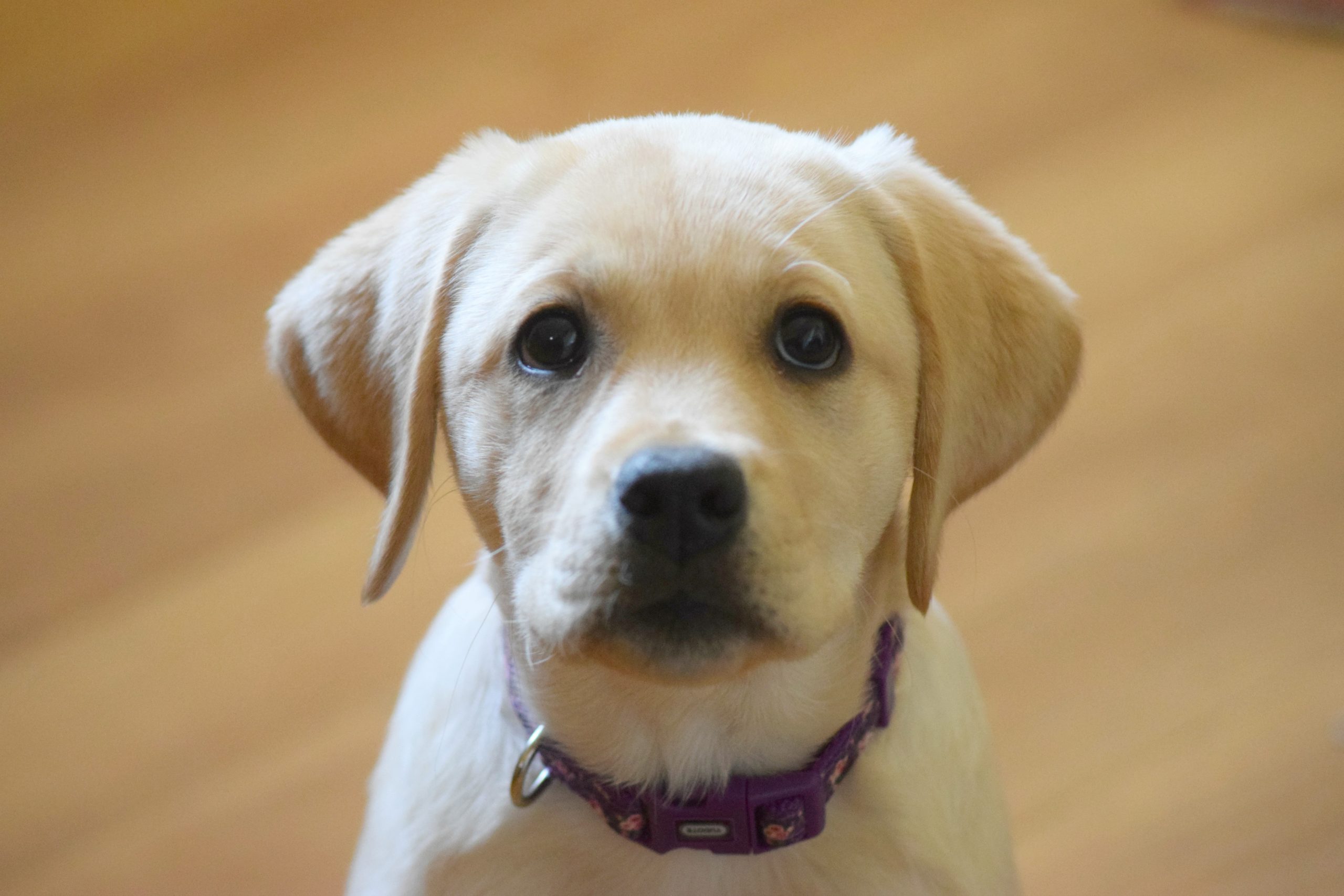 Annie Labrador puppy