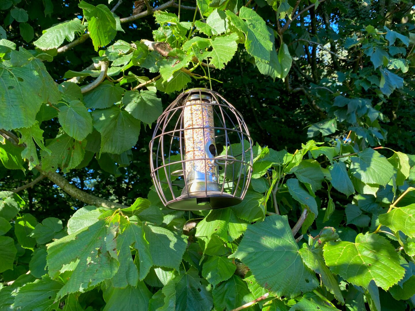 Henry Bell Bird Feeder 1