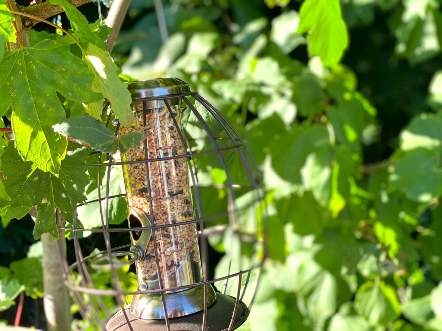 Henry Bell Bird Feeder 2