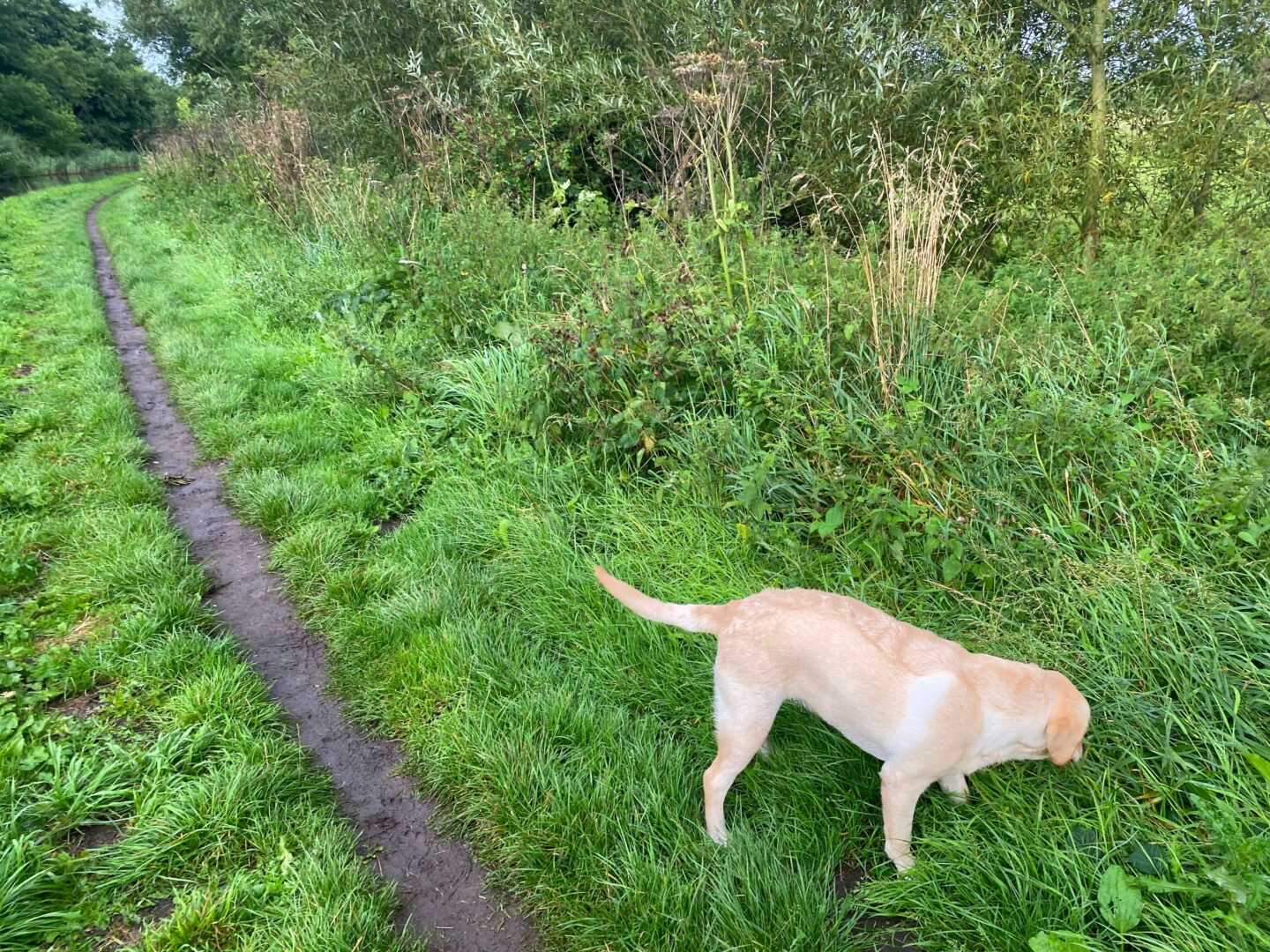 Our evening walk with Annie