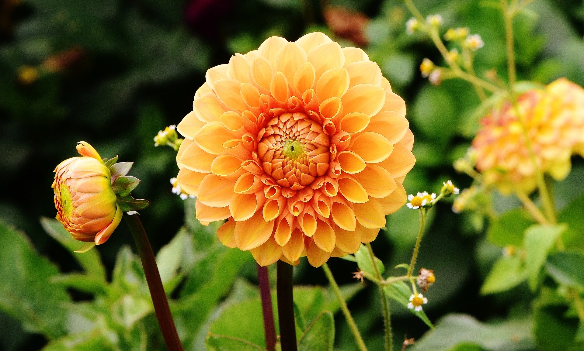 A dahlia in an autumn garden