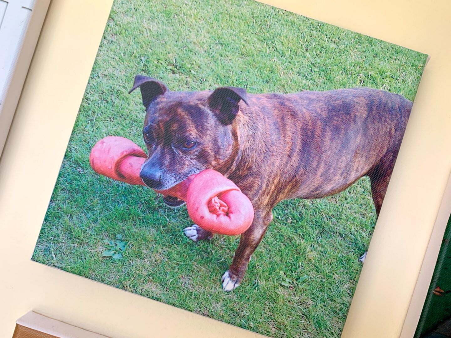 Our square canvas with a picture of my late Staffordshire Bull Terrier boy.