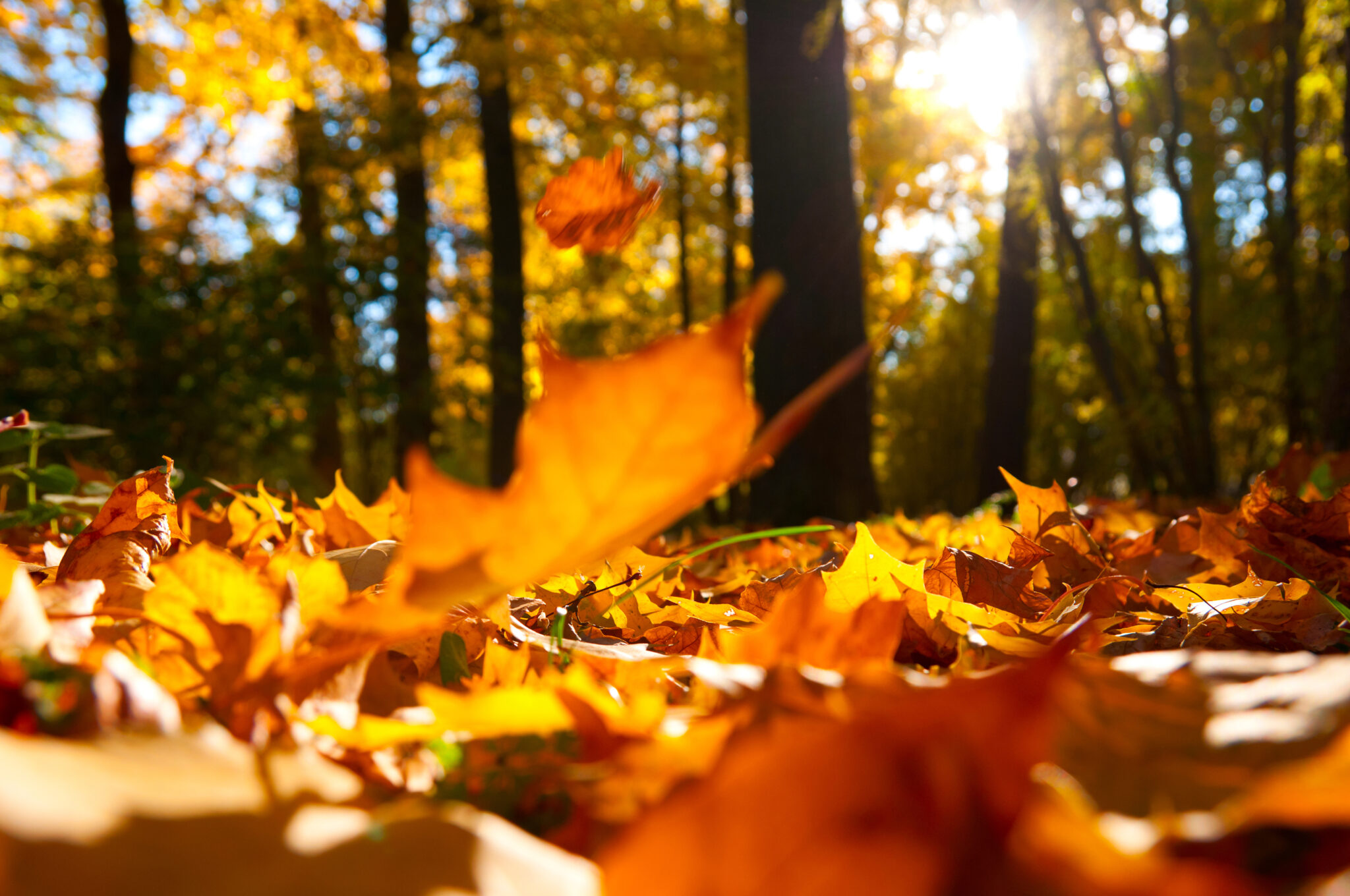Autumn leaves on a woodland floor