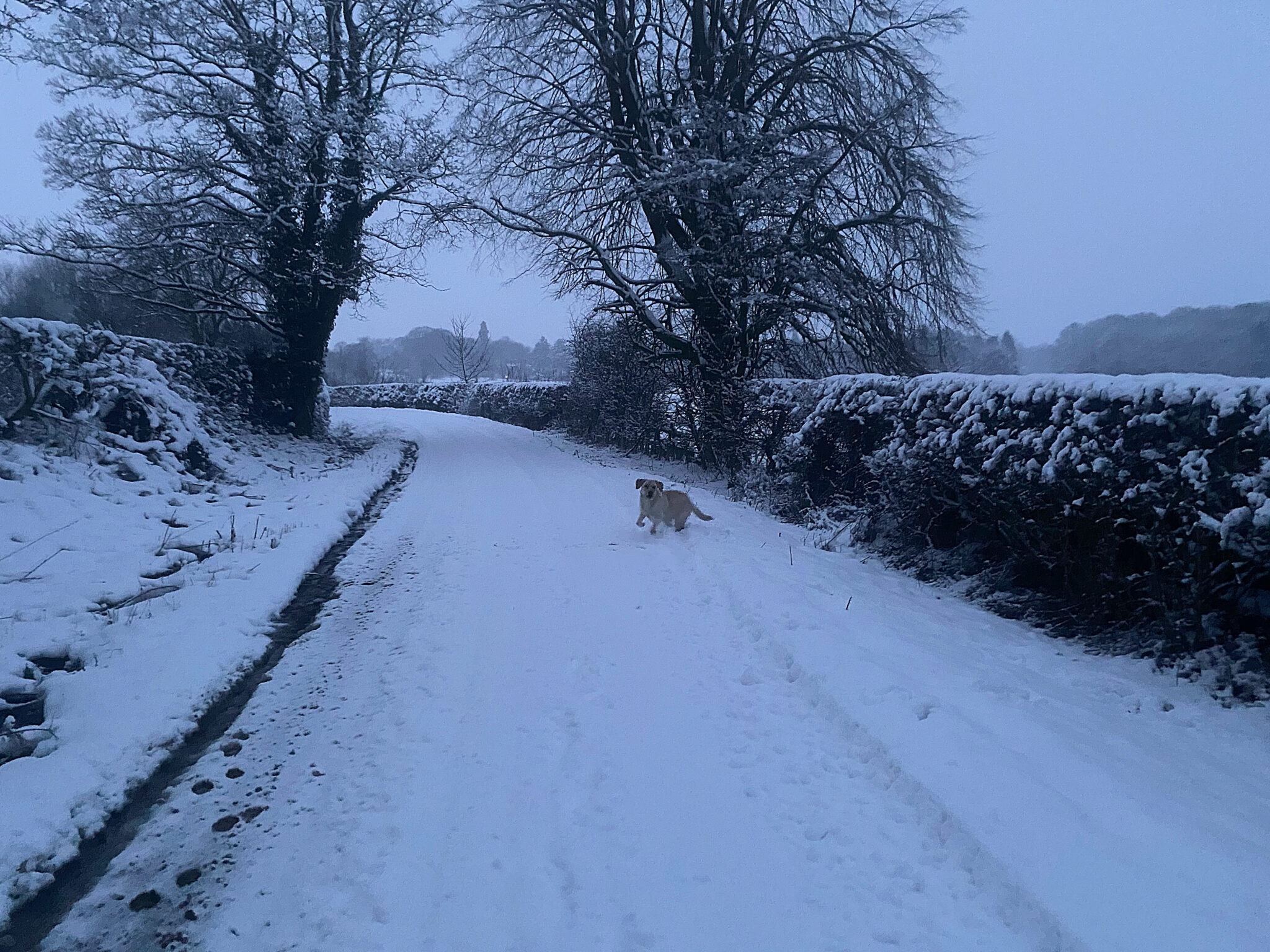 walking dog in the snow