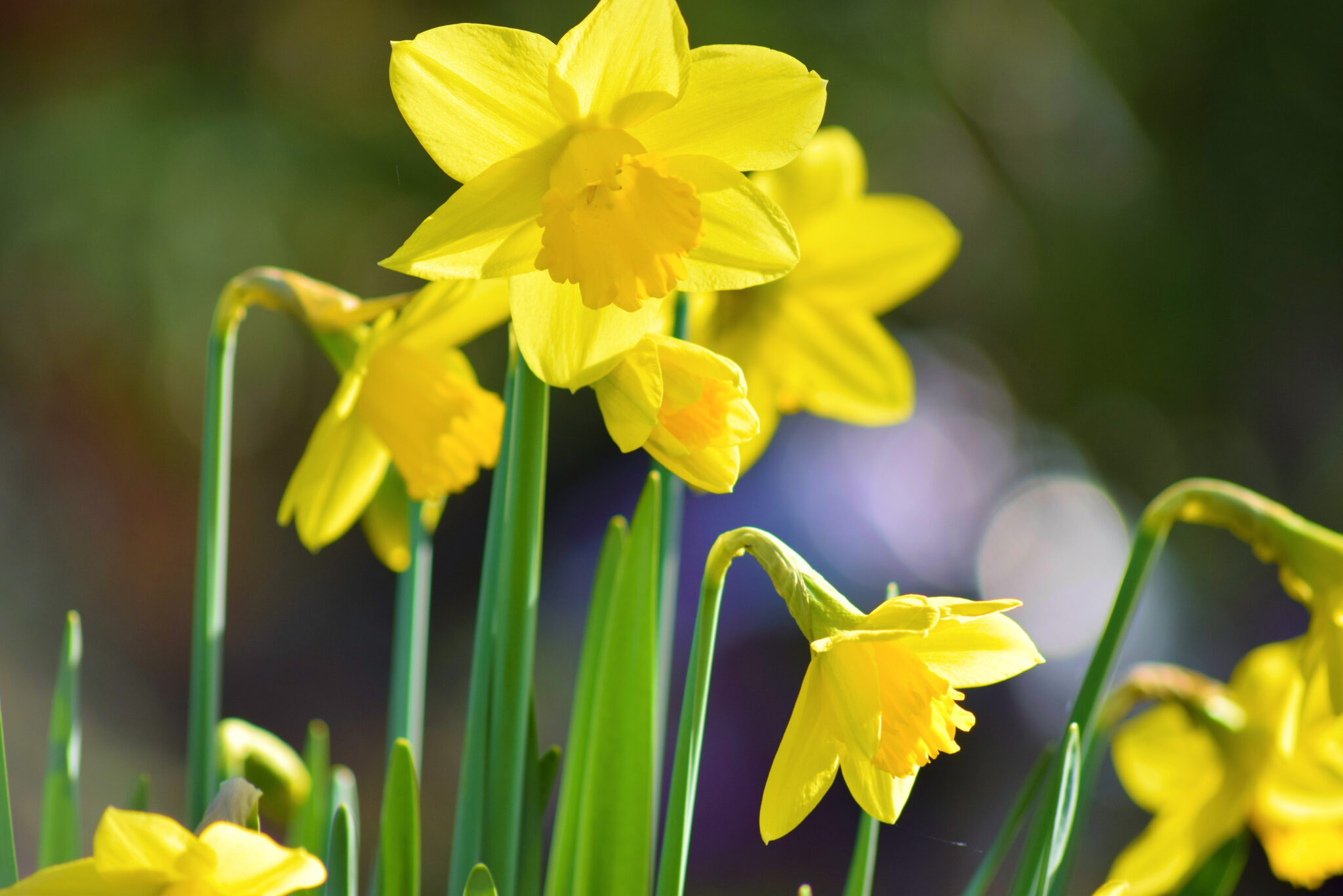 Daffodils in our garden