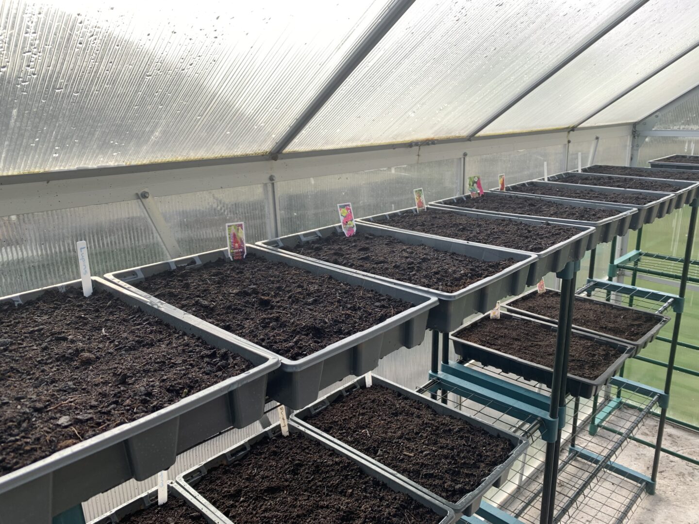 seed trays on a greenhouse shelf