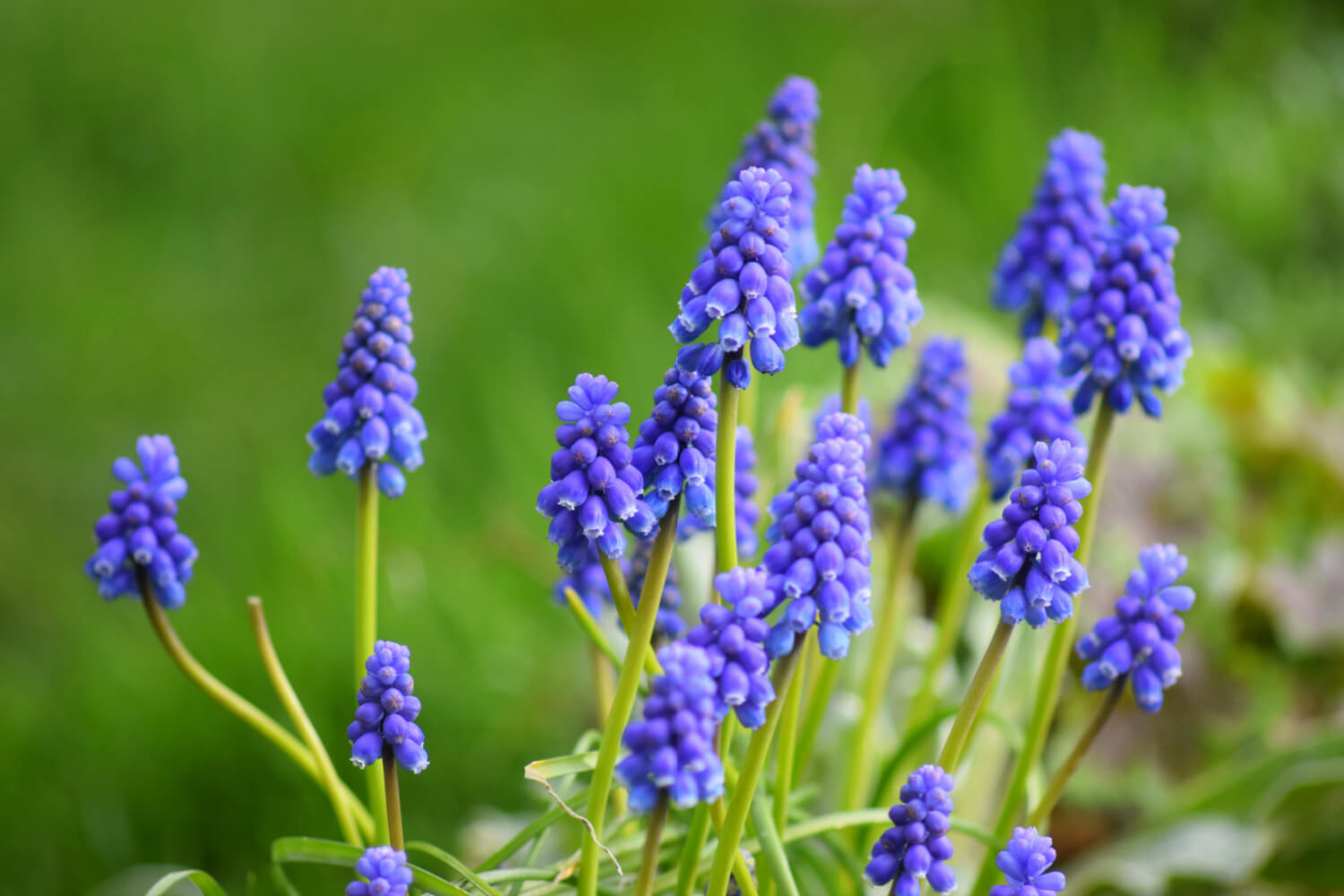 A clump of grape hyacinths on my garden