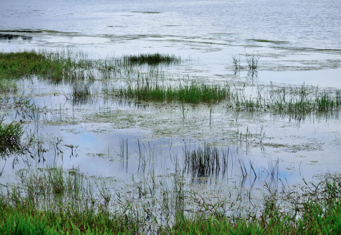 A marsh land