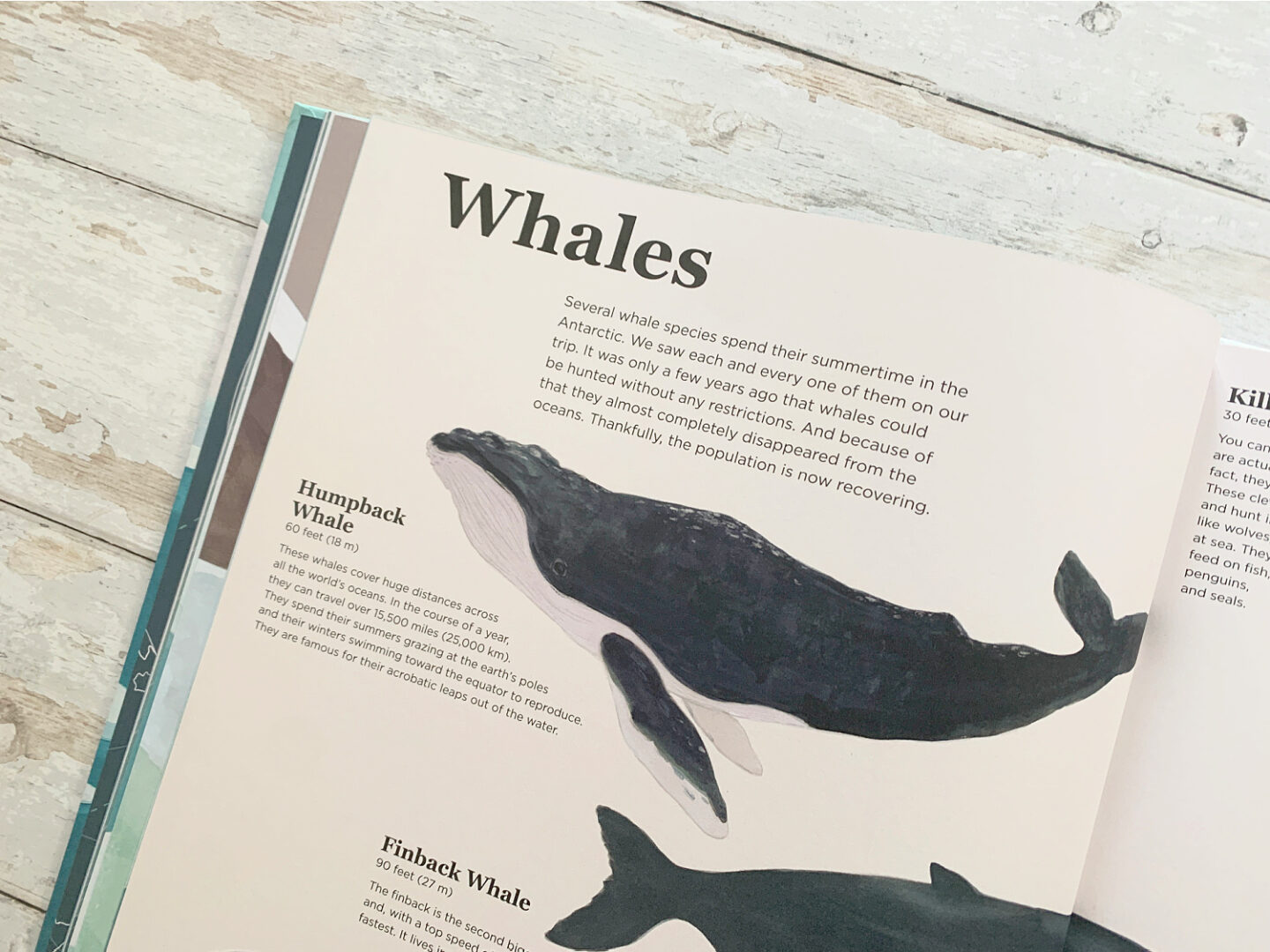 A section on Whales in the Antarctica book.