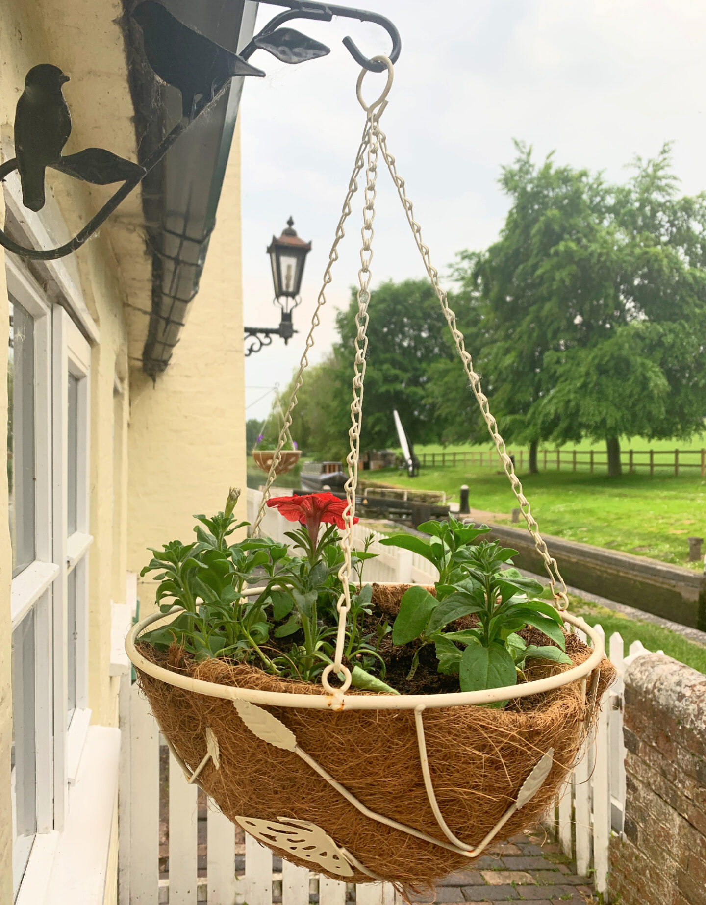 A hanging basket of trailing petunias on the front of a cream cottage.
