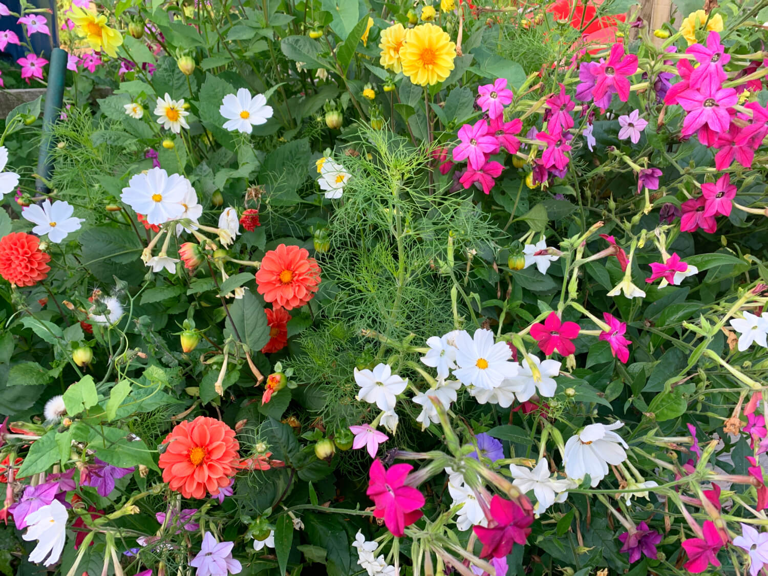 Dahlias,nicotiana and cosmos in our planter.
