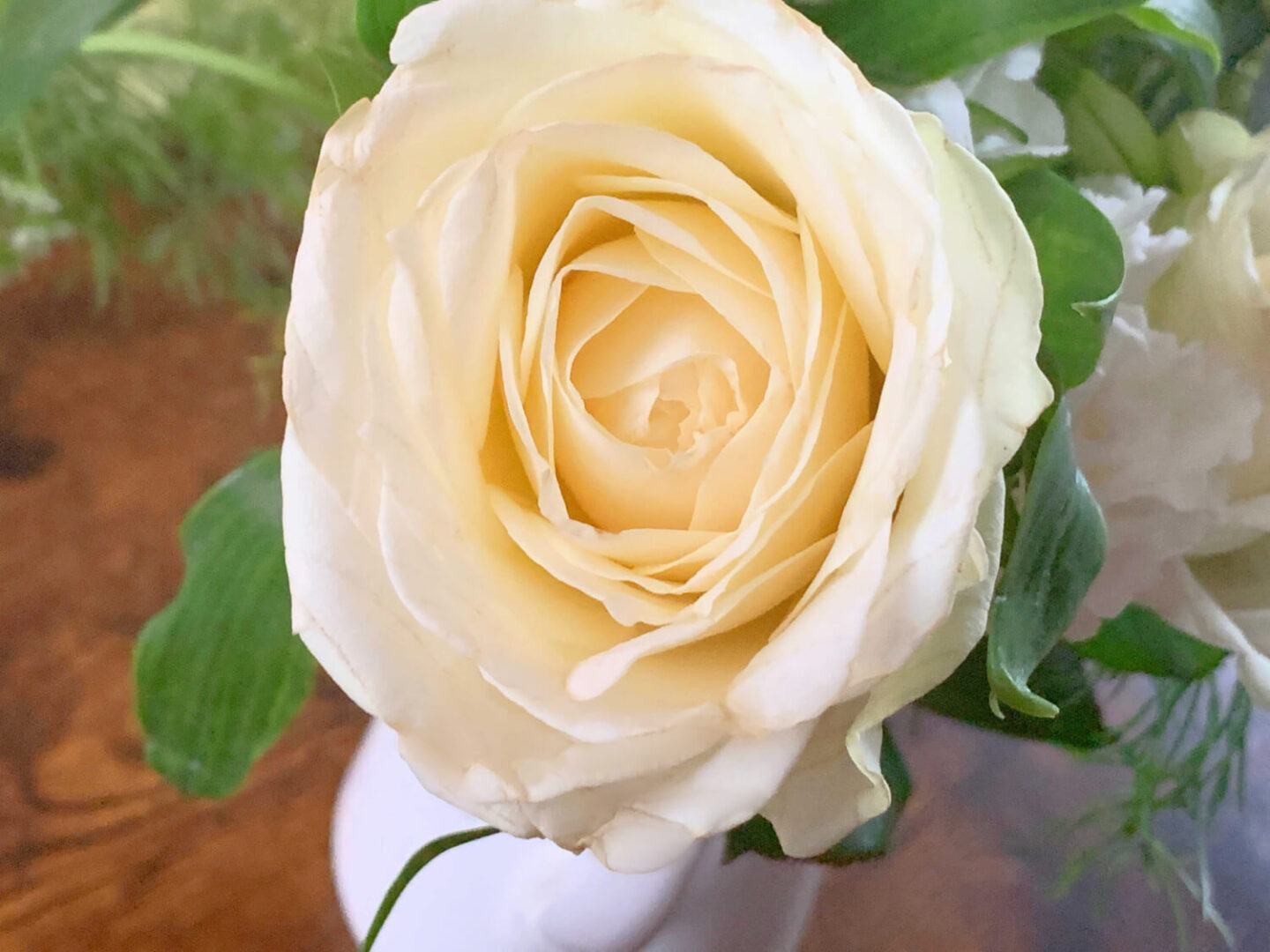 A close up of  a plump white rose flower