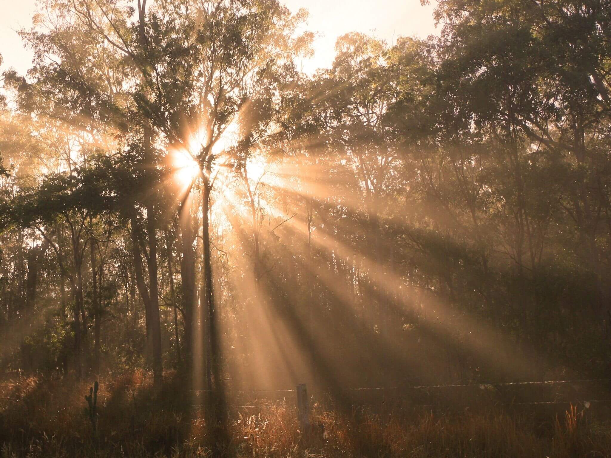 Sunrise shining through a woodland.