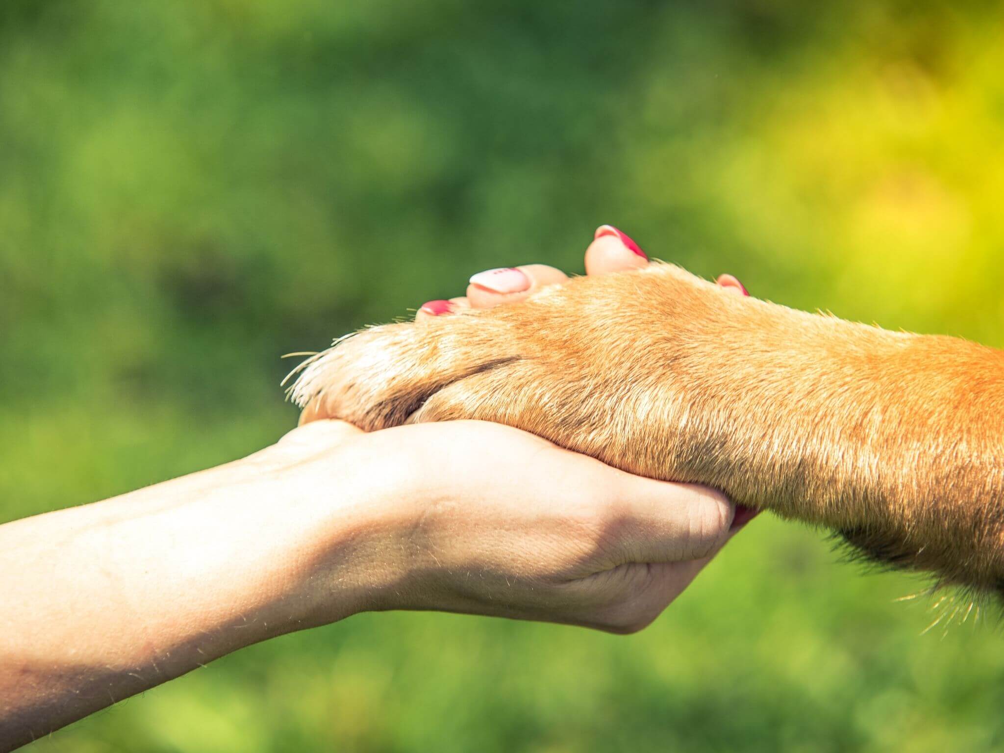 A close up of a lady's hand holding a dog's paw.