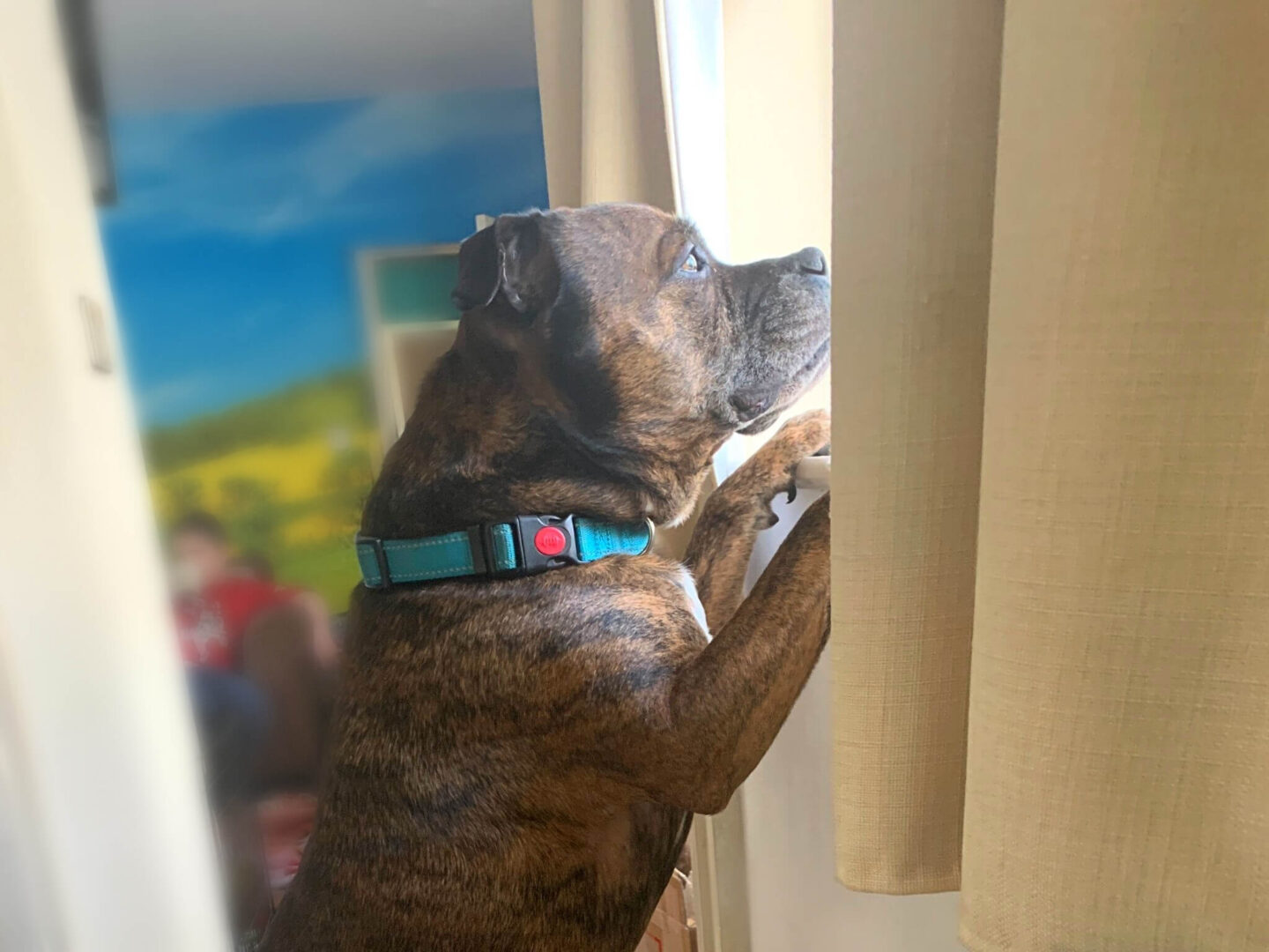 My staffy looking through our downstairs window.