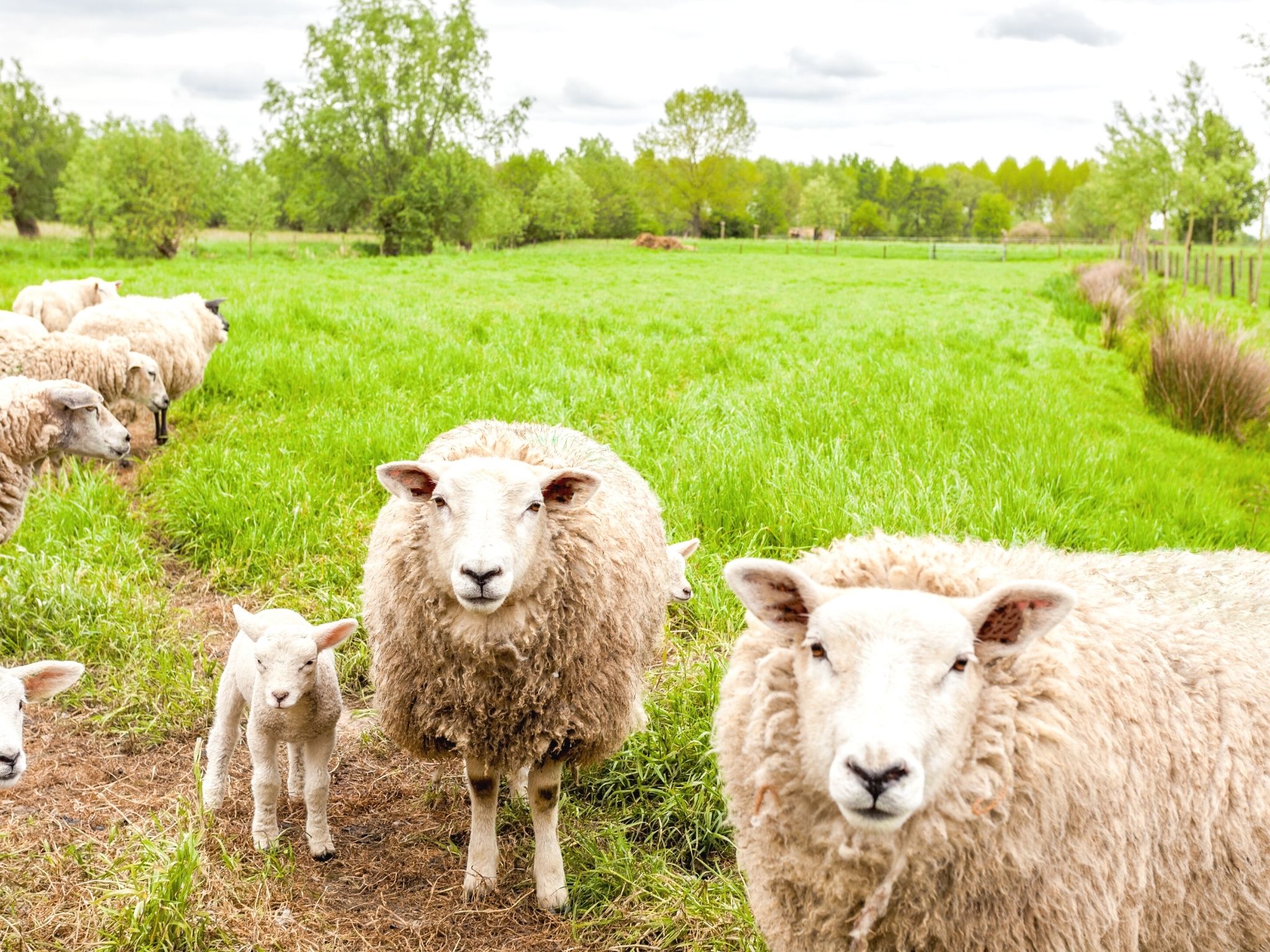 Ewes and their lambs in a field.