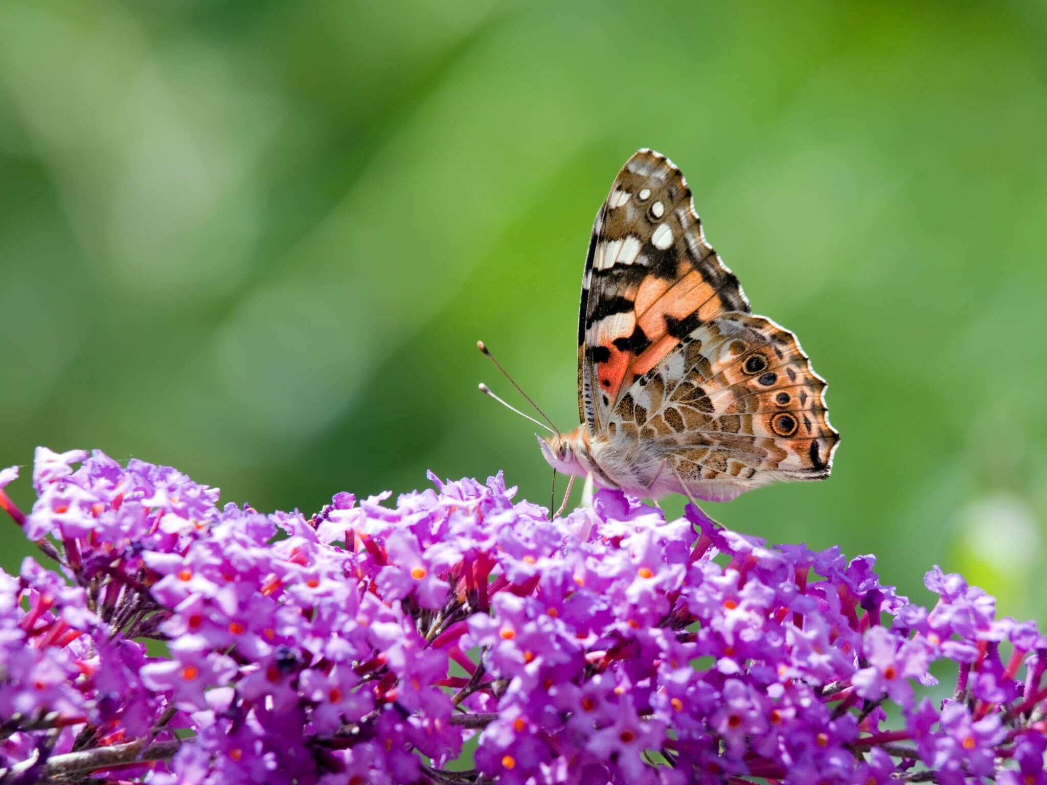 A purple buddleia with a butterfly sitting on top of the flower