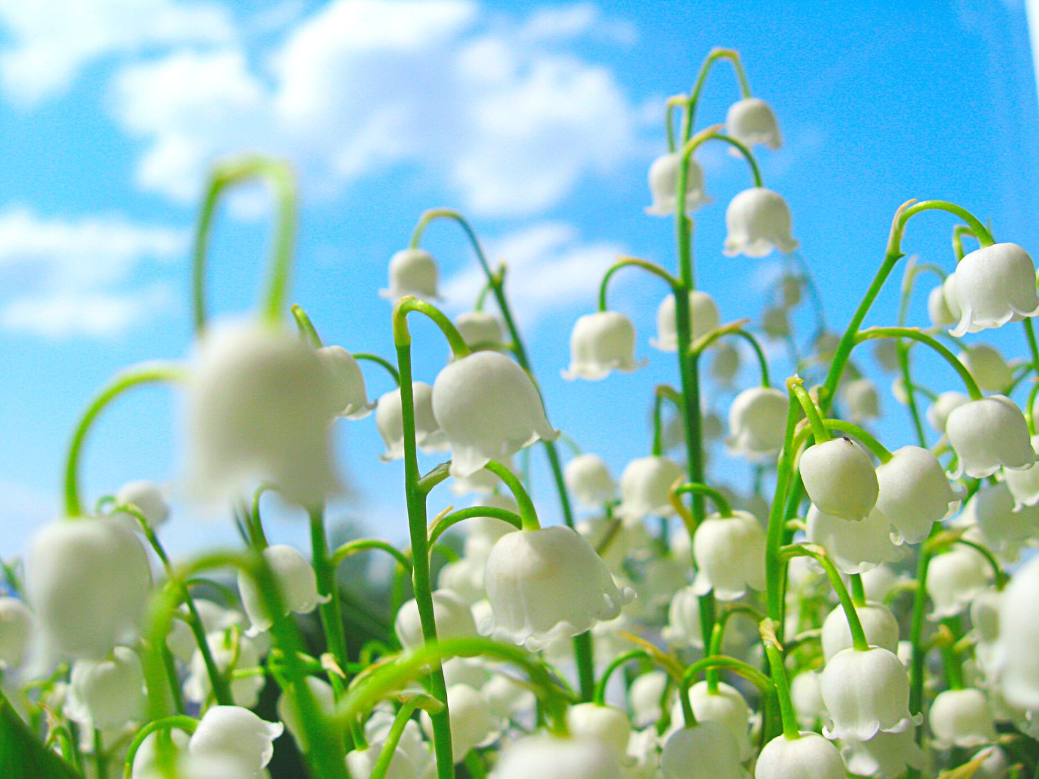 White lily of the valley flowers which have little miniature bell shaped blooms. There is a bright blue sky in the background.