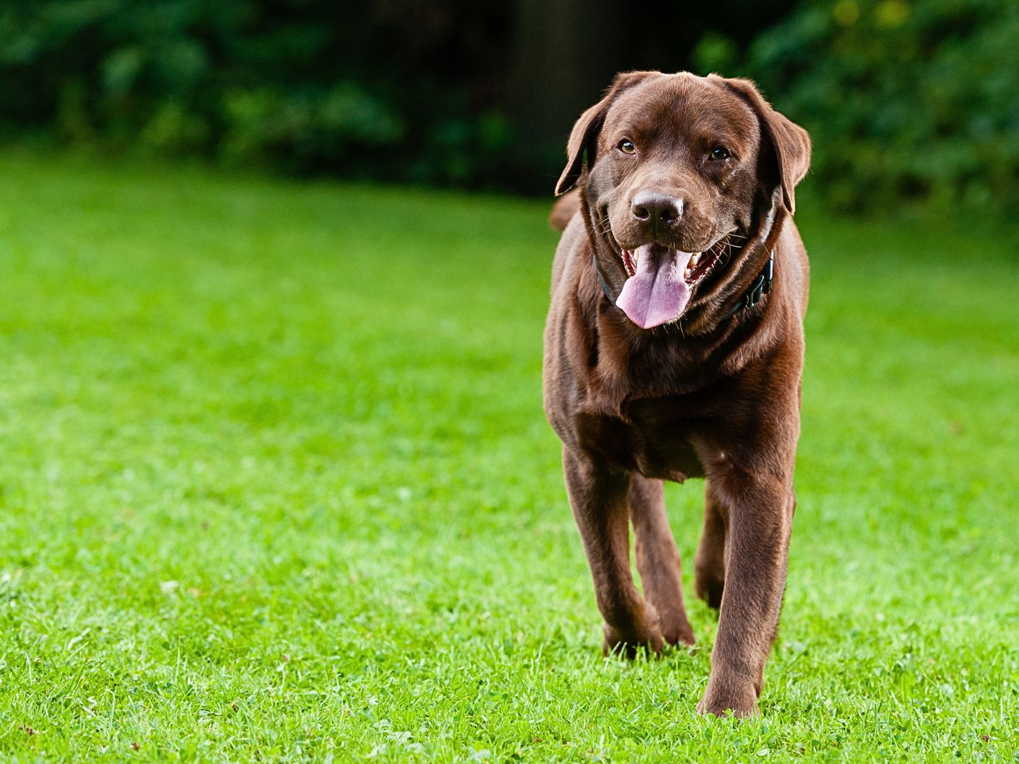 How To Train Your Dog To Ignore Other Dogs: The Ultimate Guide |AD