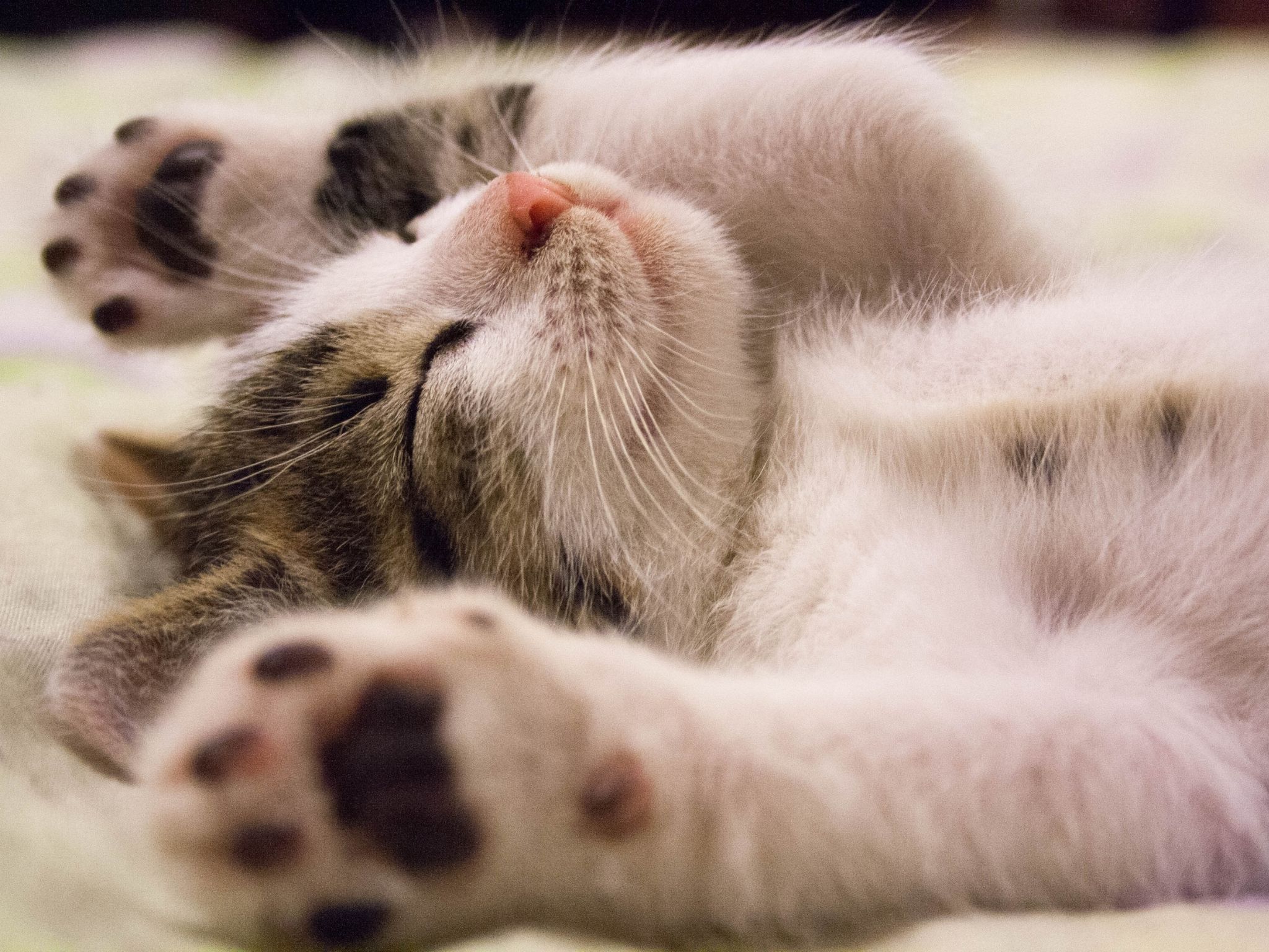 6 Care Tips For A Healthy Cat Lifestyle