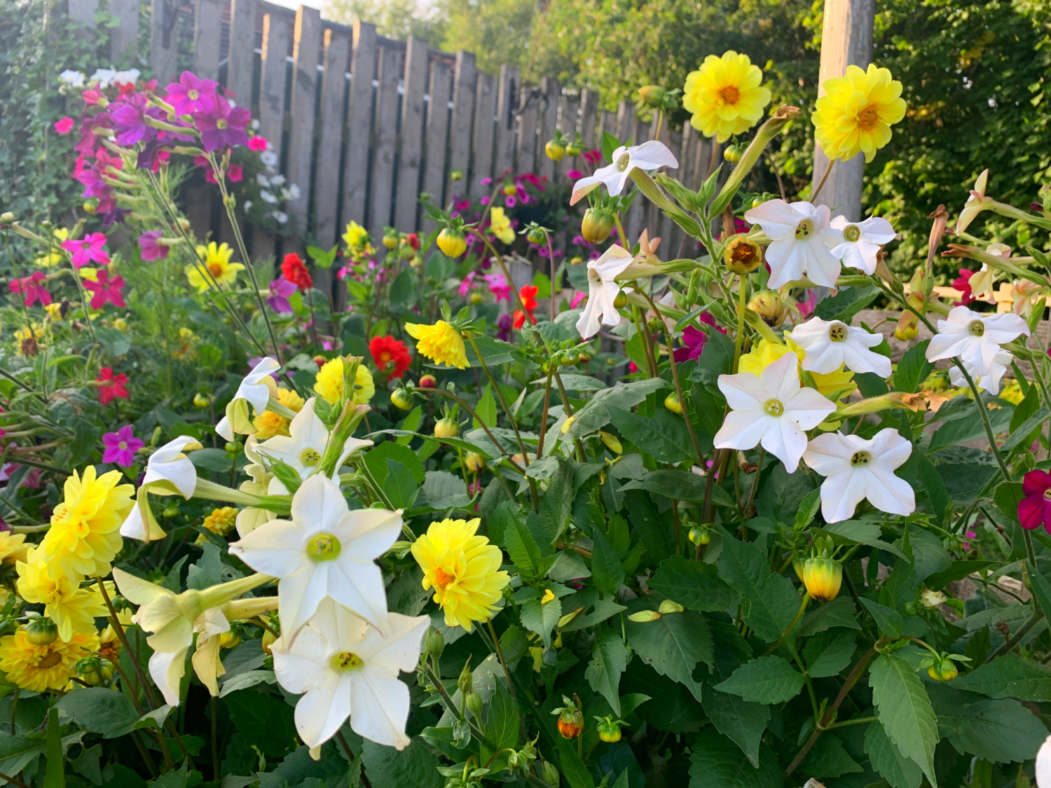 My dahlias asters and nicotiana