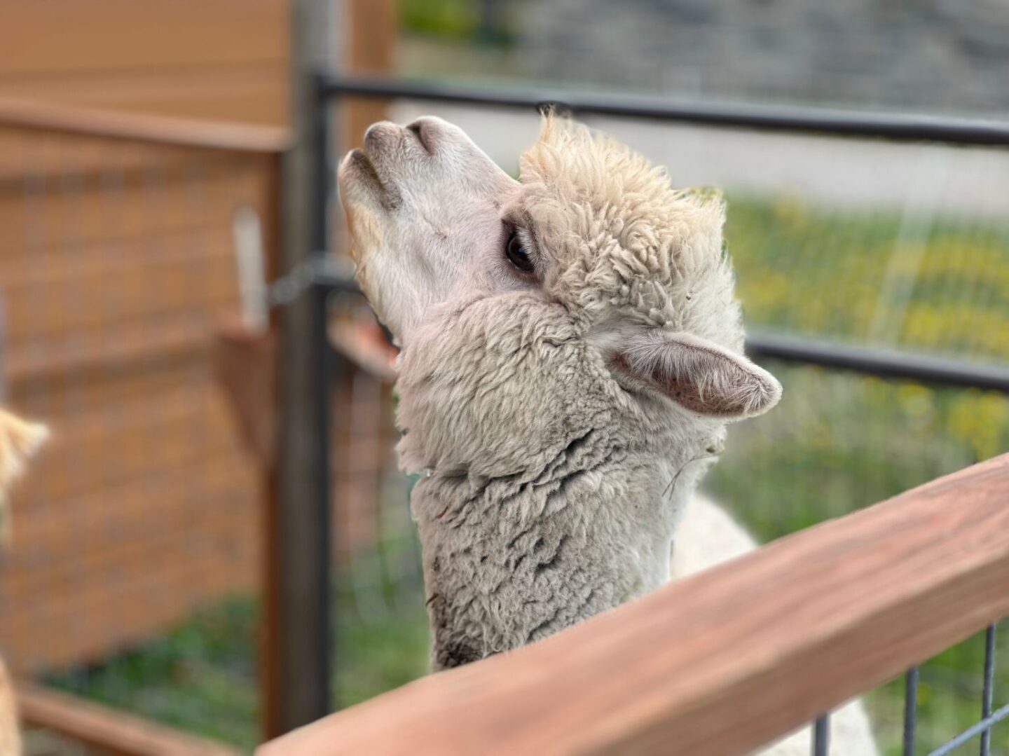 Alpaca