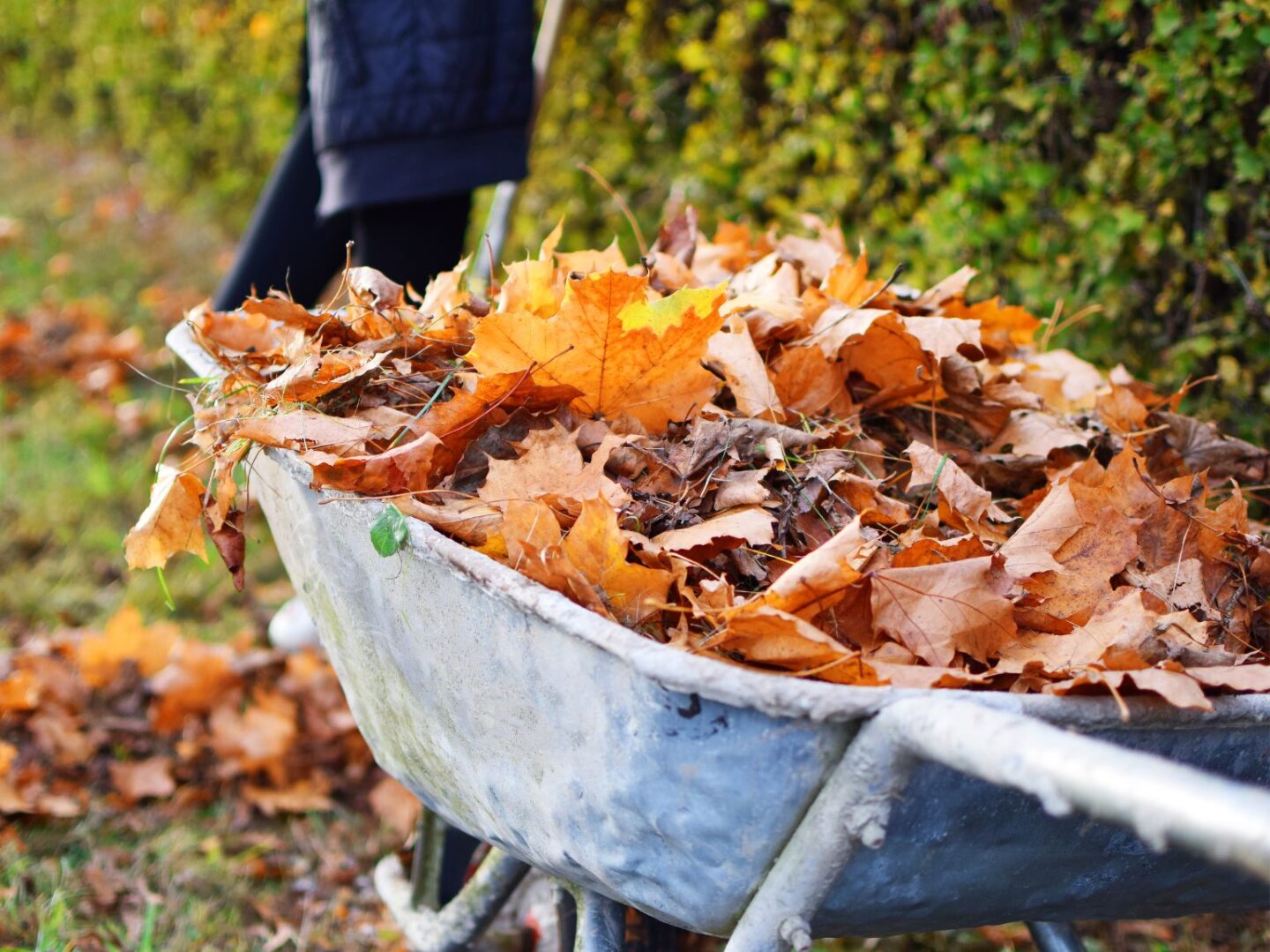 Leaves in a wheelbarrow 1