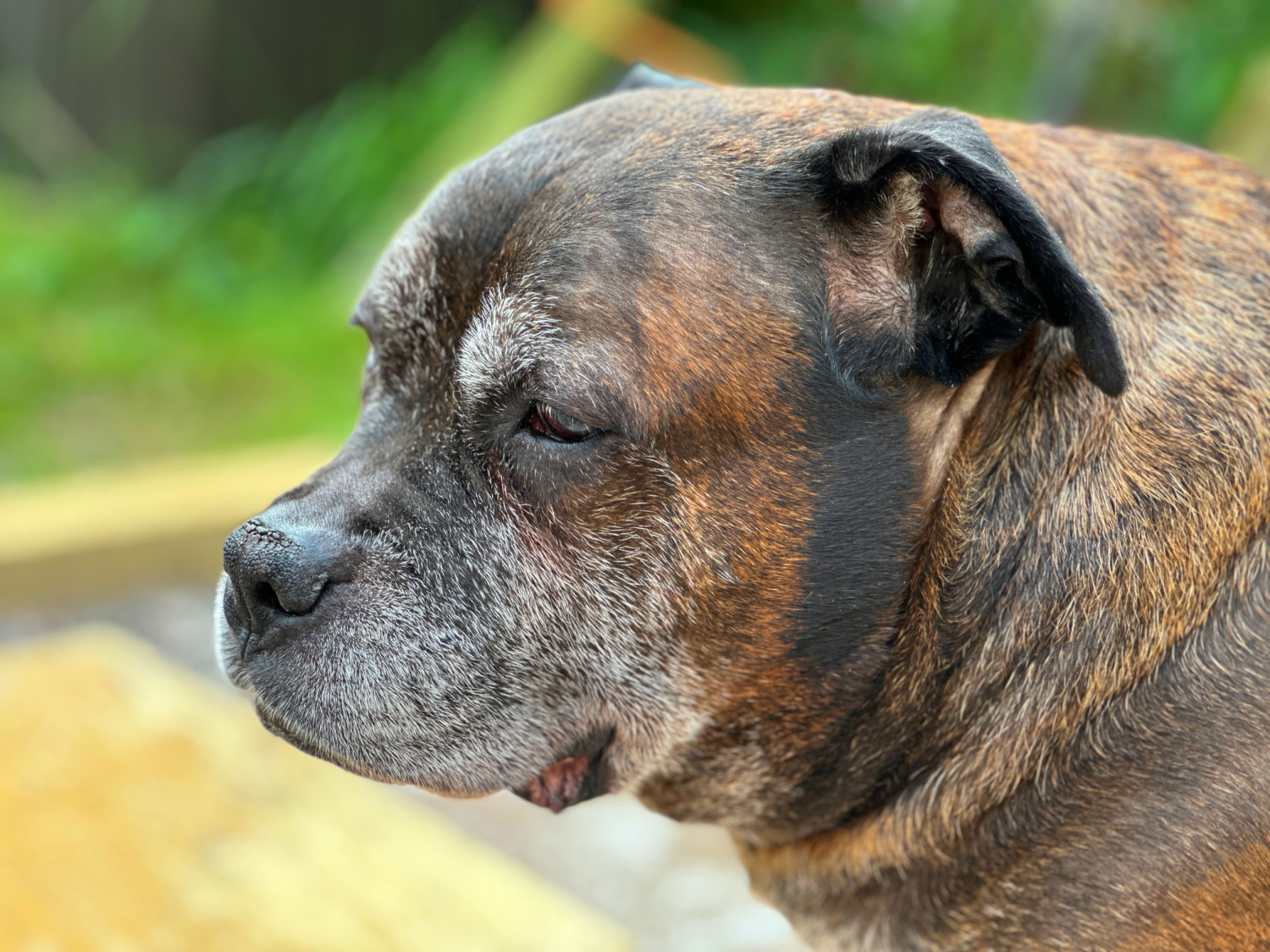 Nurturing Aging Companions: Practical Advice for Family Pet Wellness and Safety