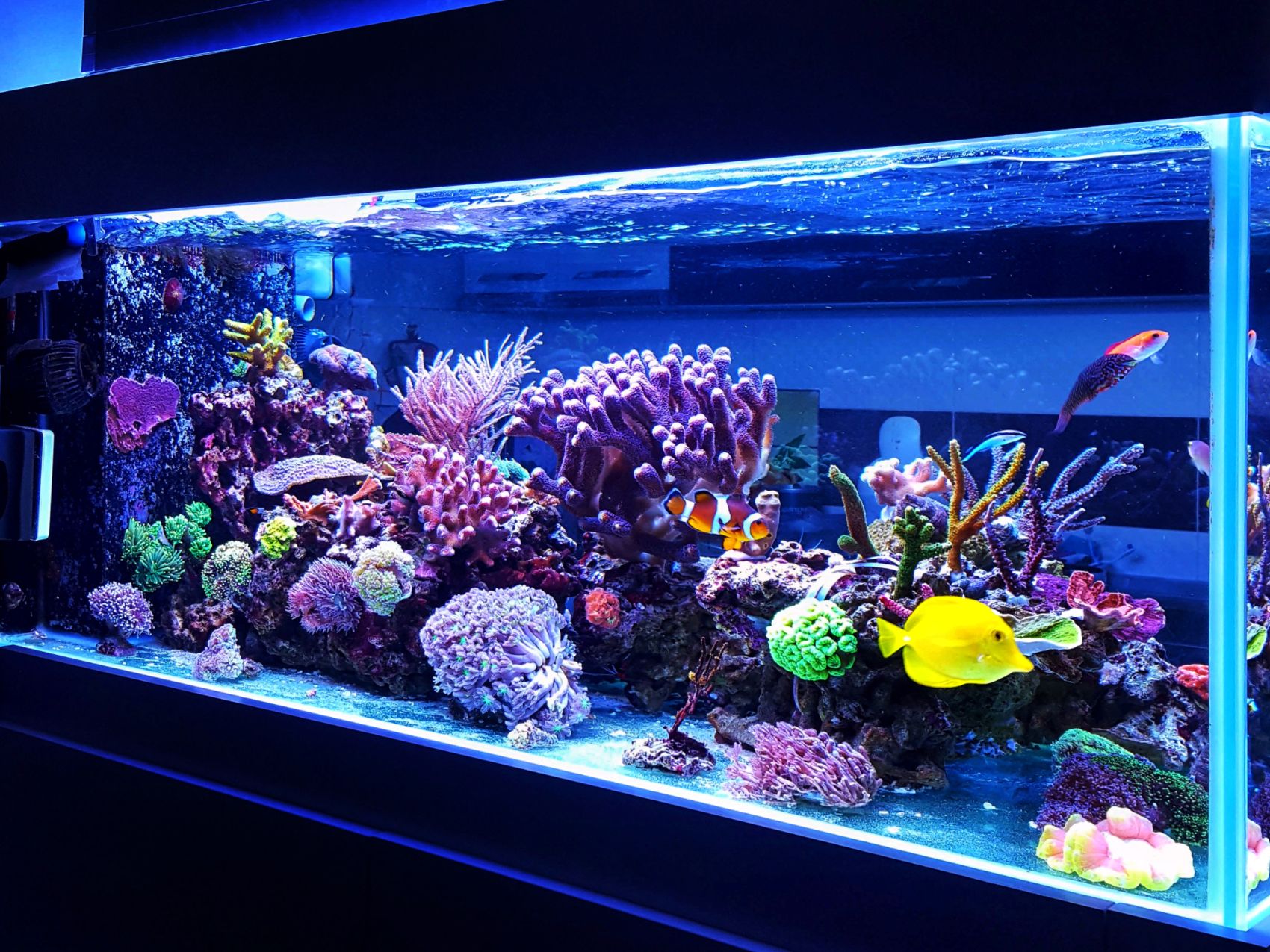Kid friendly aquarium