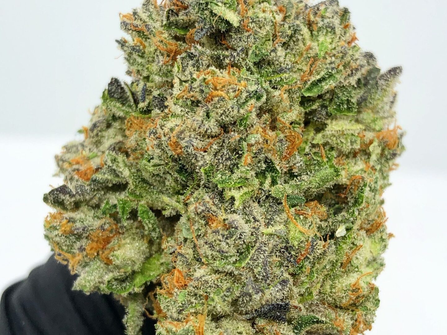 Exotic hemp