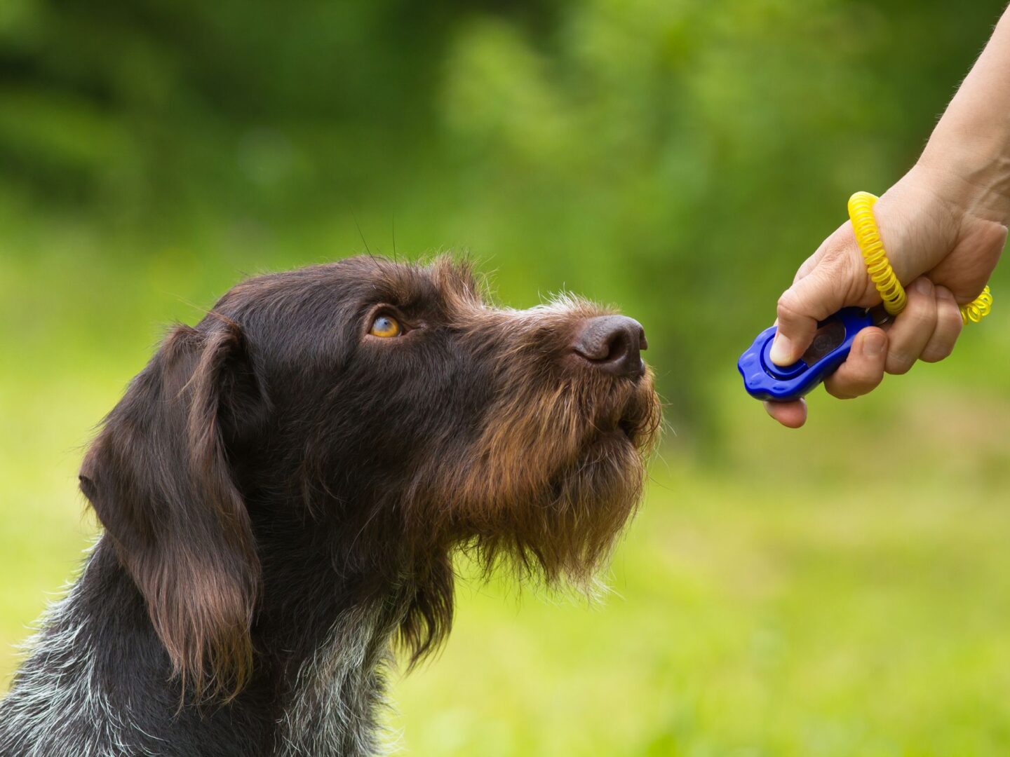 Dog collar training