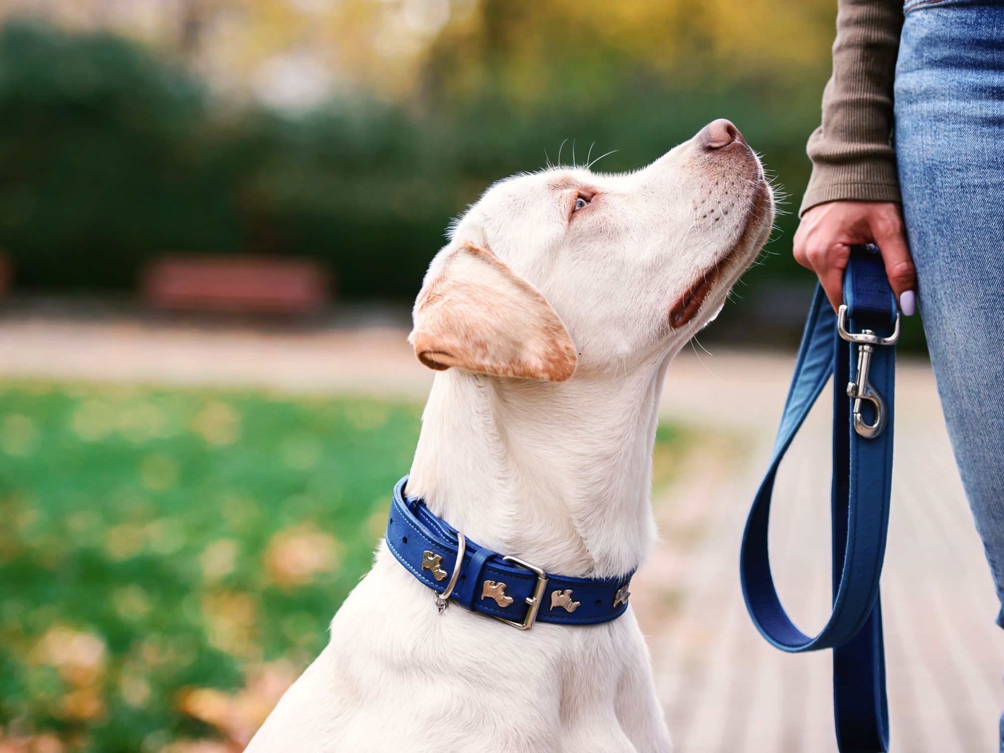 How Vibrating Dog Collars Can Help with Behaviour Issues