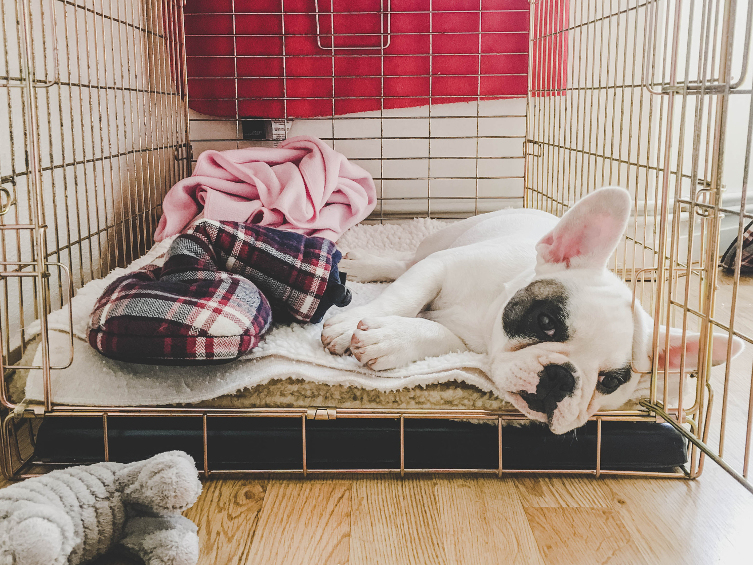 How to Help Your New Dog Settle into Their Crate